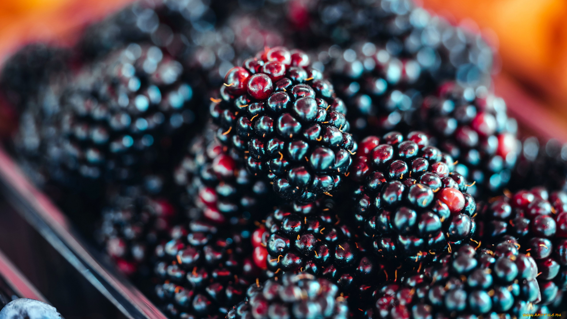 еда, ежевика, ягоды, макро