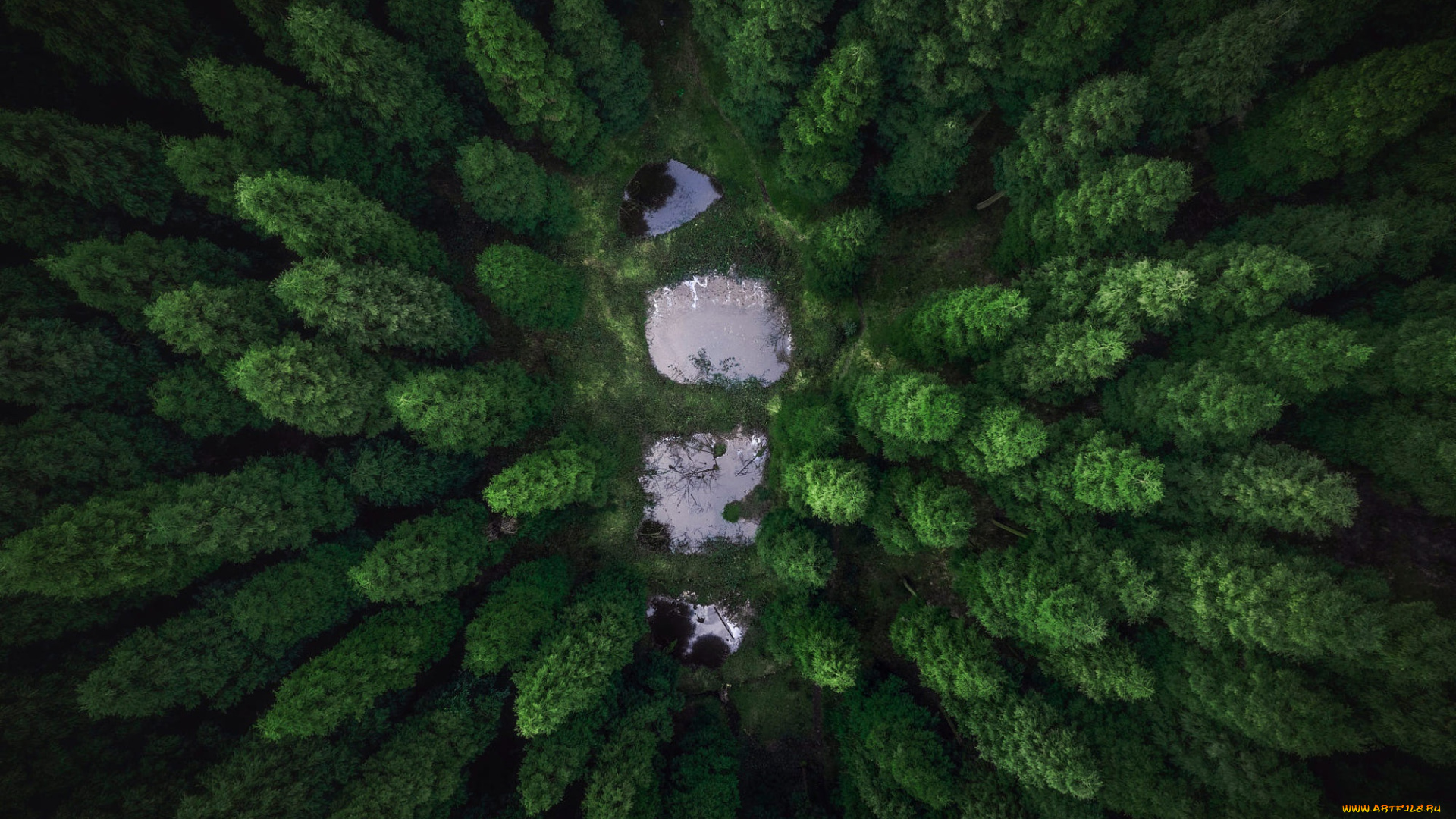 природа, лес, вода, деревья, озеро, вид, с, высоты, верхушки, деревьев