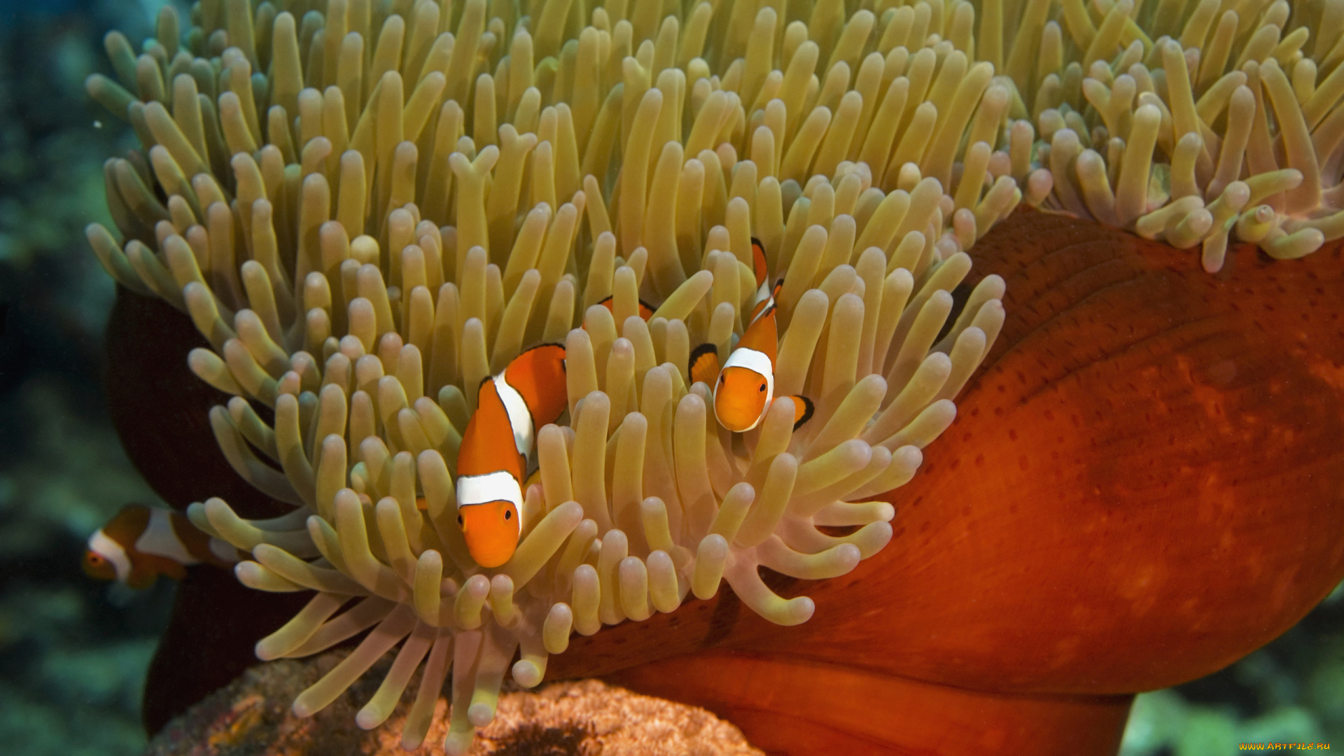 животные, морская, фауна, рыбы, актиния