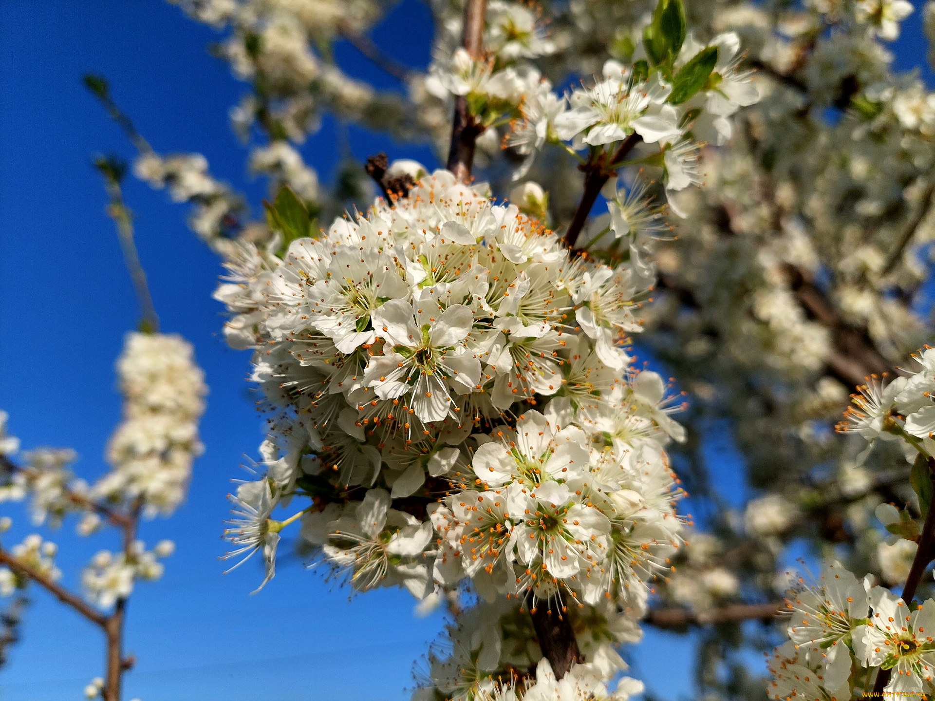 11, 04, 2022, цветы, цветущие, деревья, , , кустарники, весна