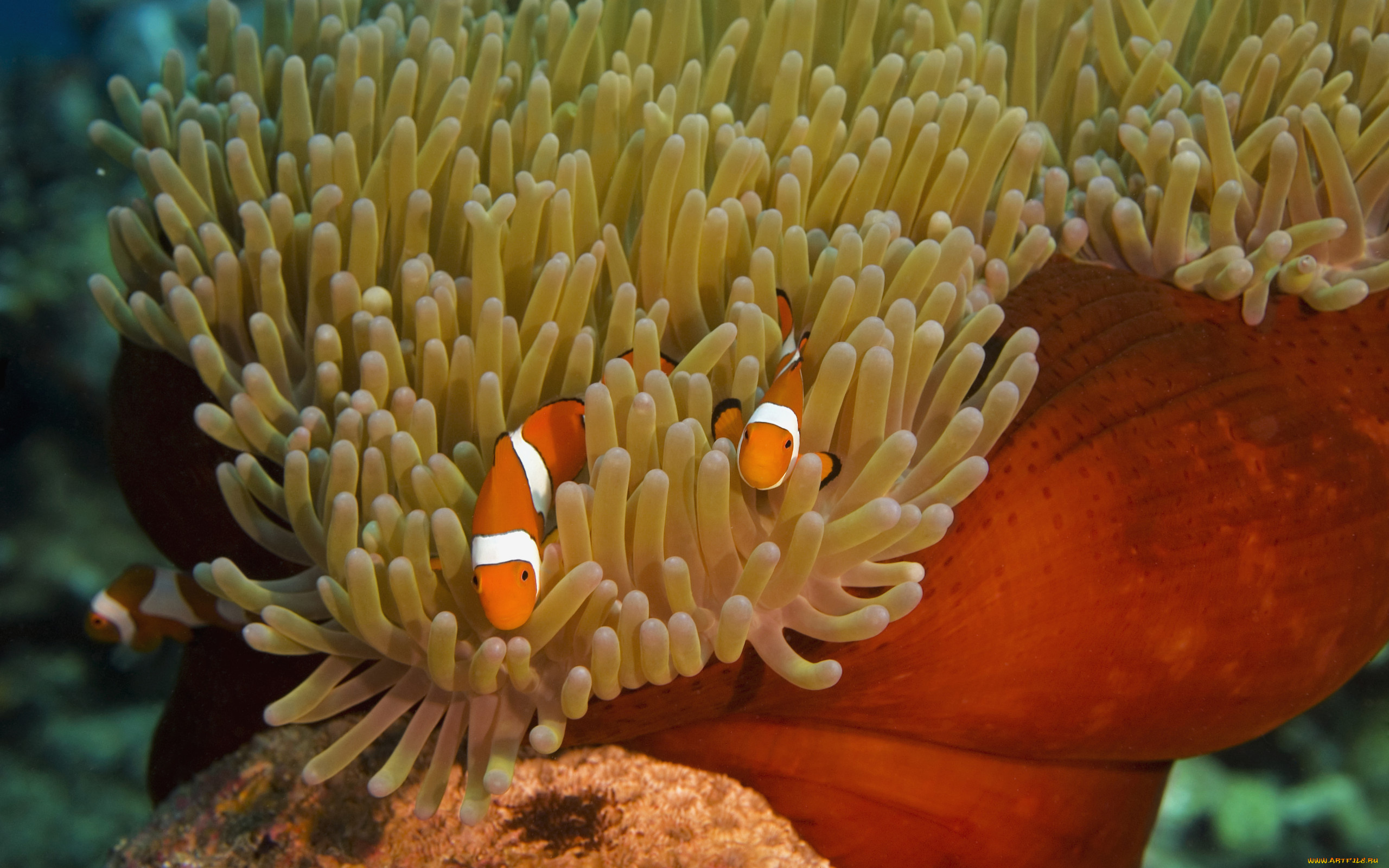животные, морская, фауна, рыбы, актиния