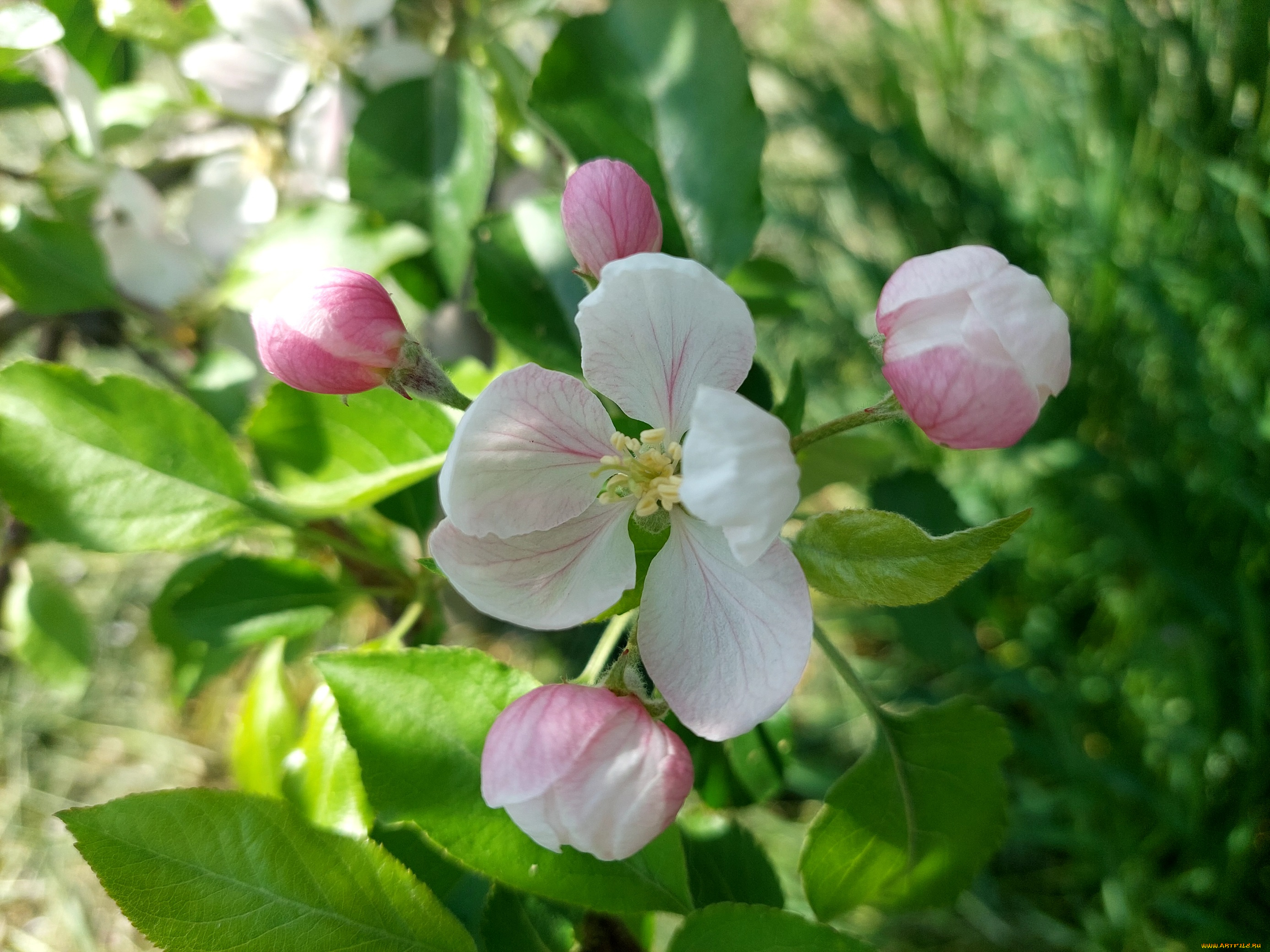 цветы, цветущие, деревья, , , кустарники, яблоня, цветение, весна, 2022
