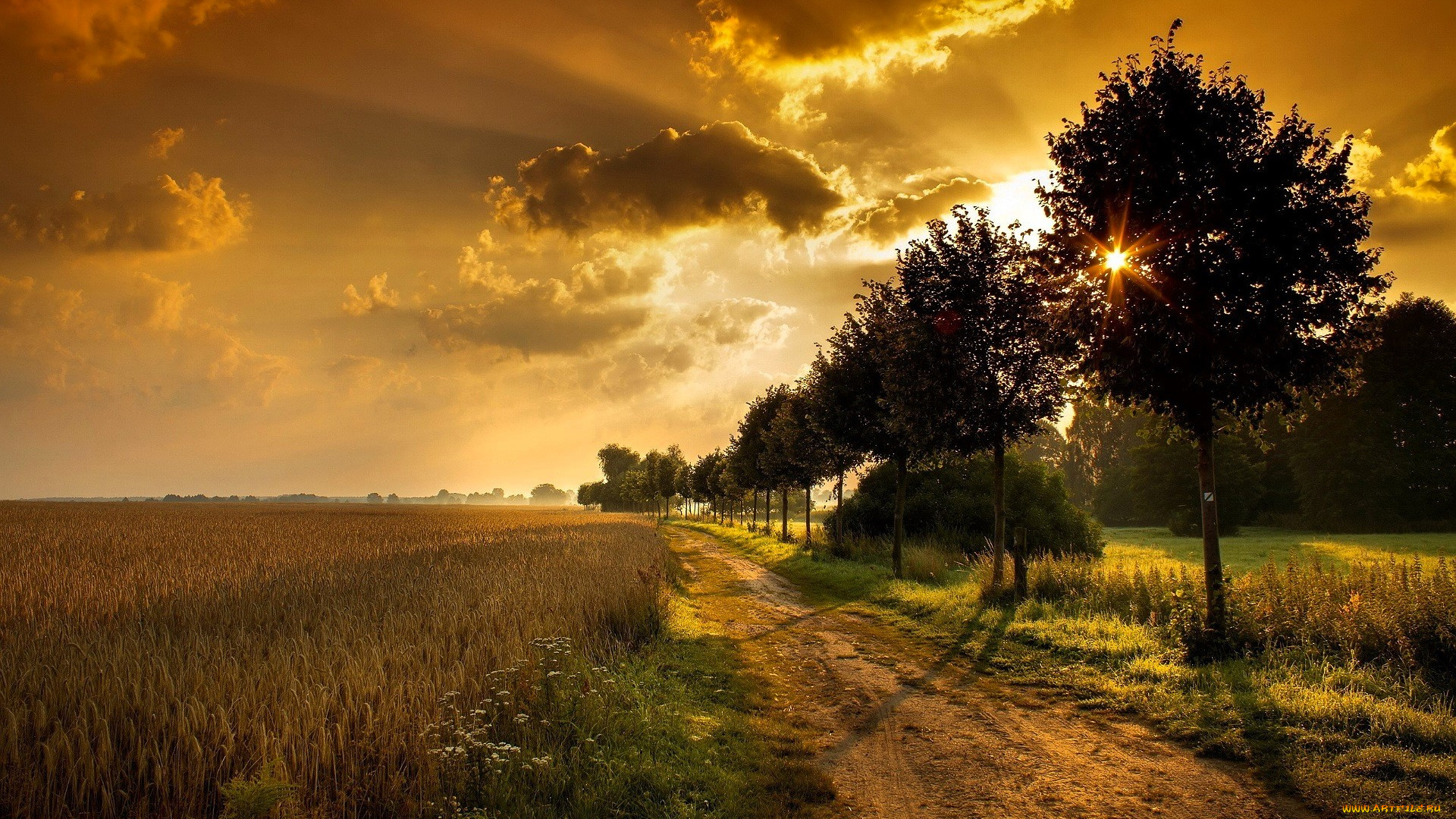 природа, поля, поле, деревья, дорога, роща, облака, закат