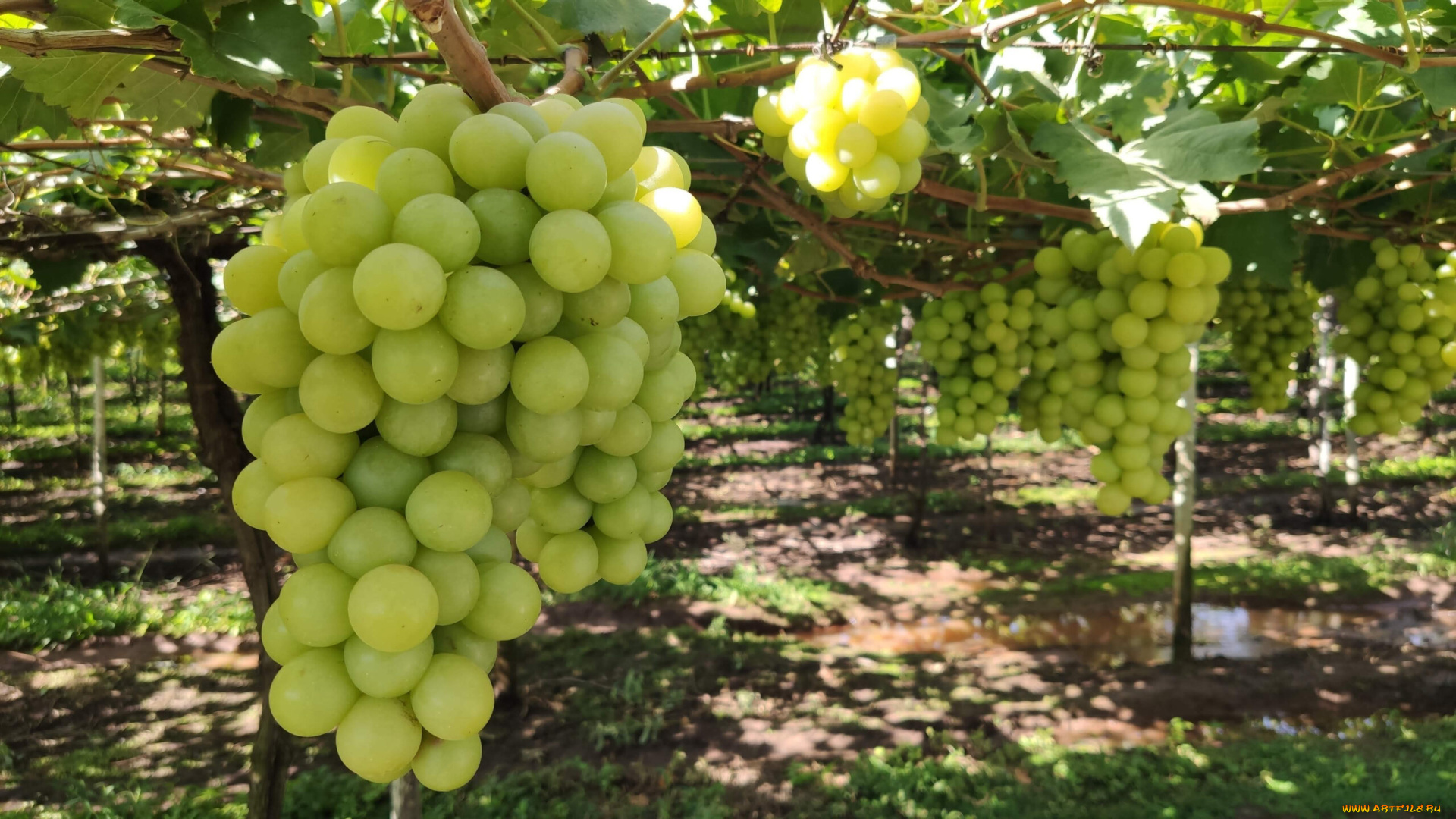 природа, ягоды, , виноград, грозди, виноград