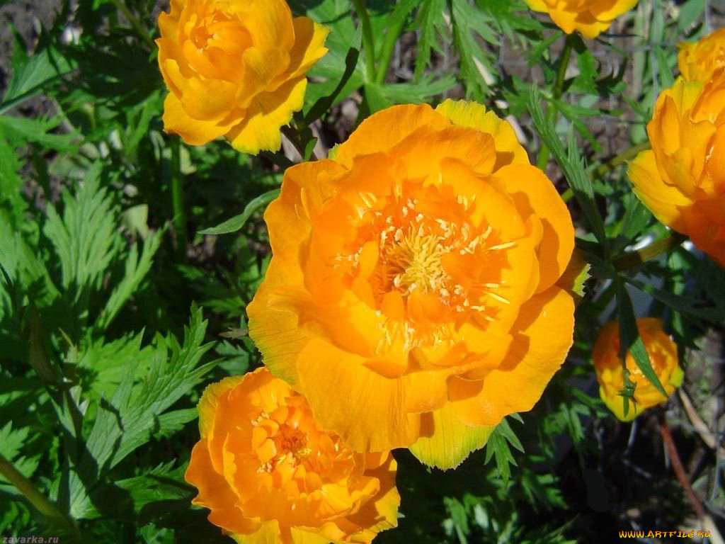 цветы, калужницы, лютики