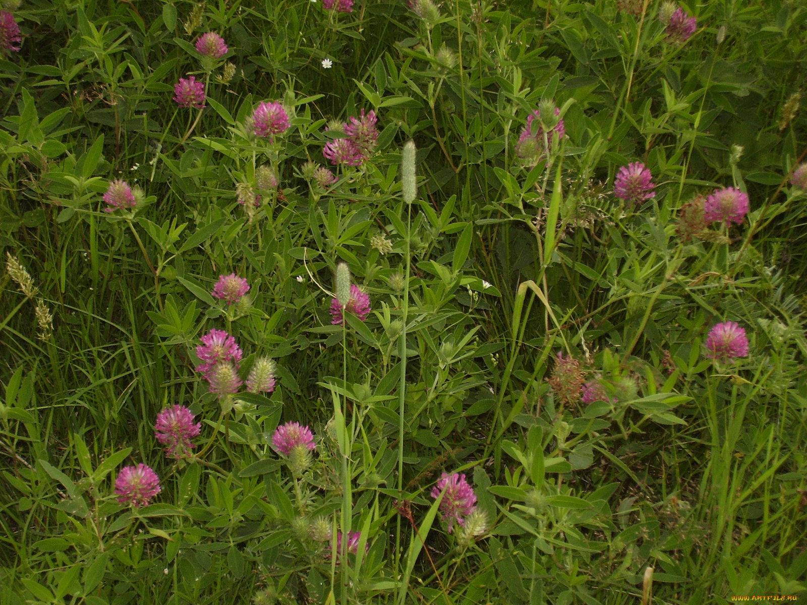 цветы, луговые, полевые