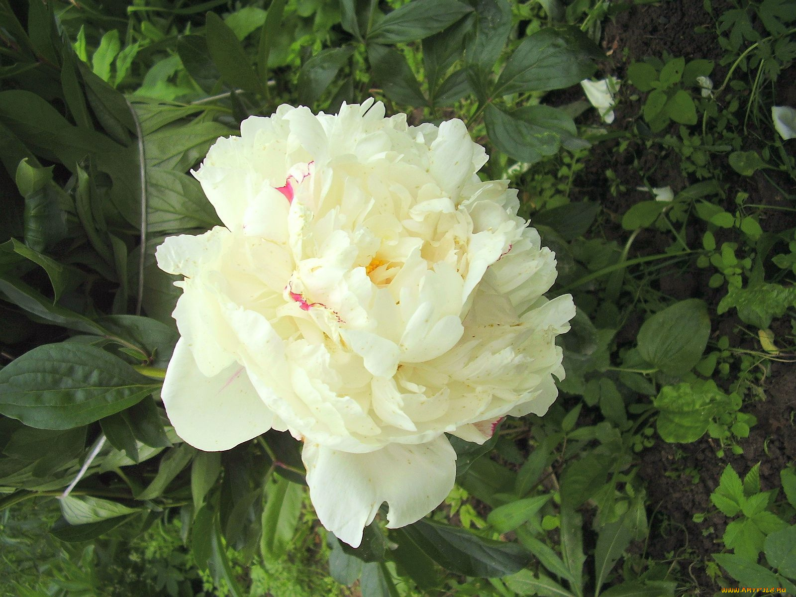 цветы, пионы