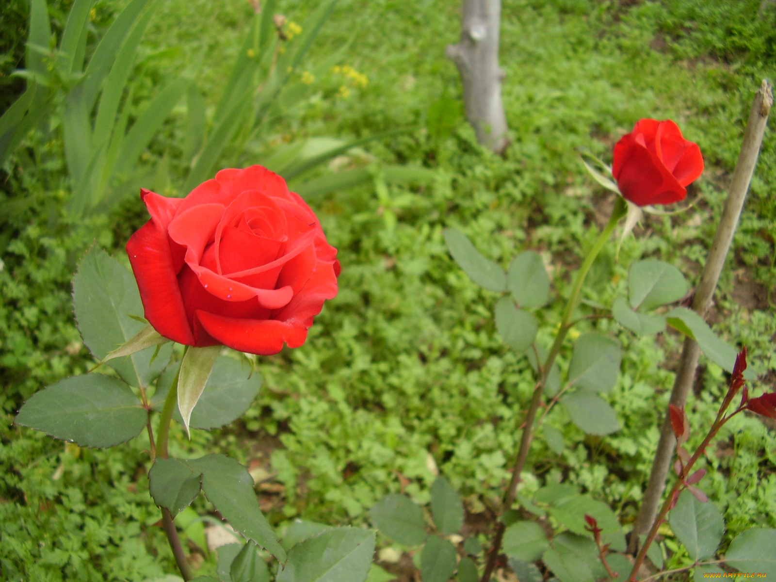 цветы, розы