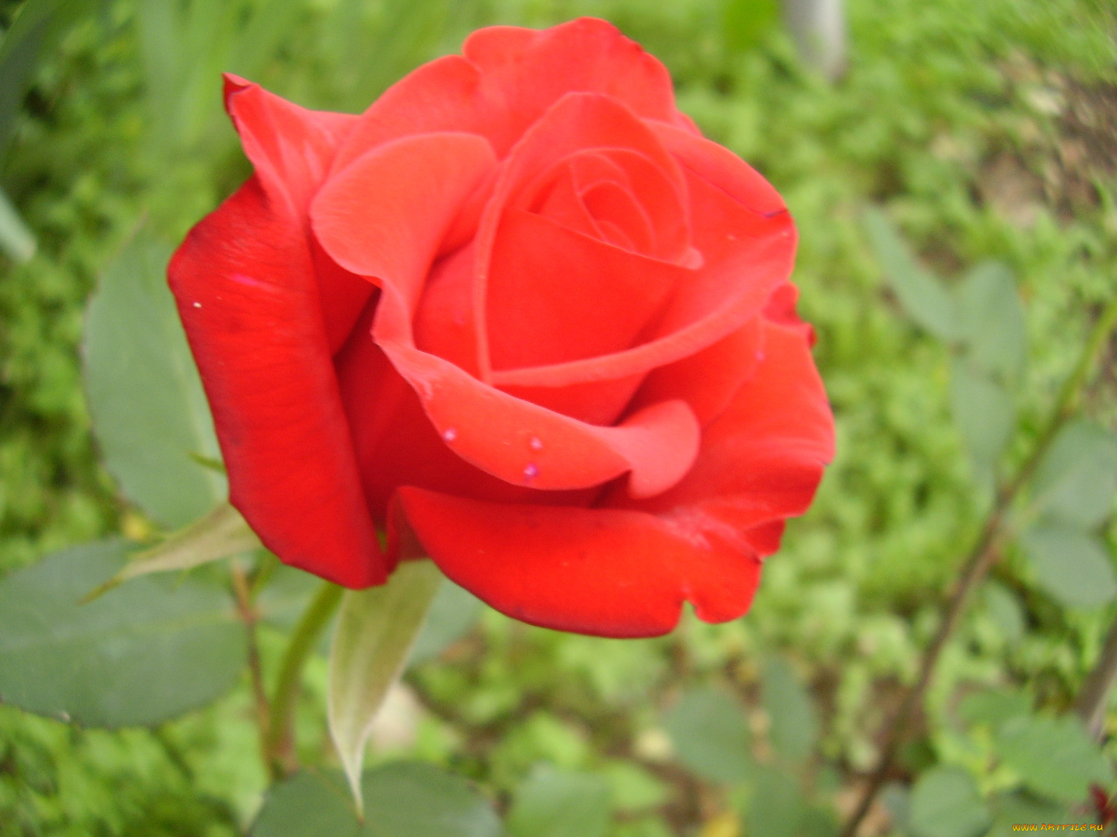 цветы, розы