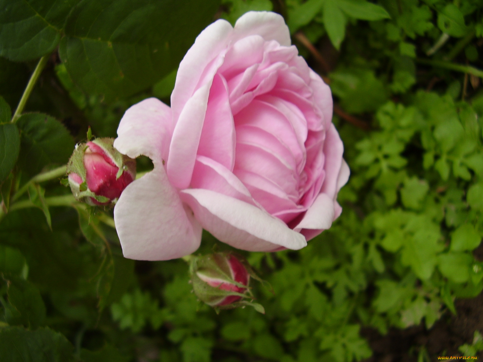 цветы, розы