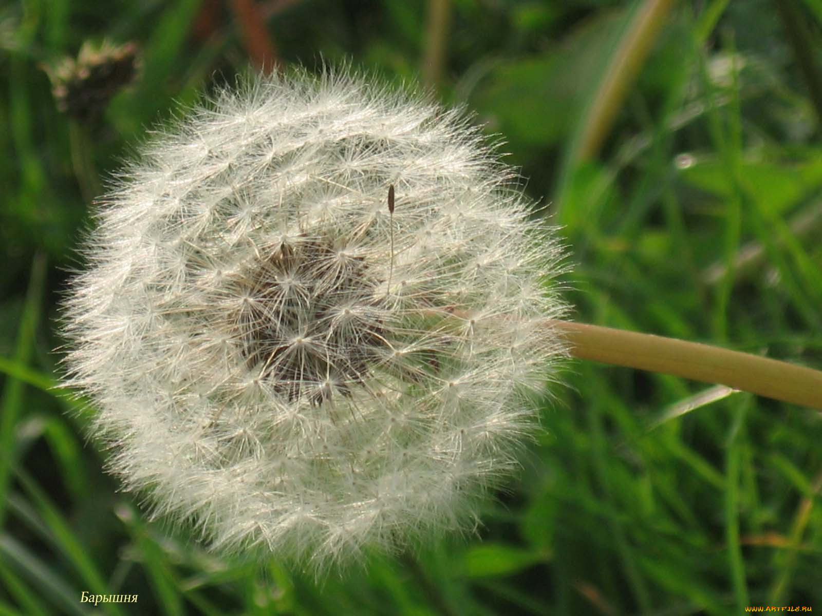 одуванчик, если, кто, не, знает, цветы, одуванчики