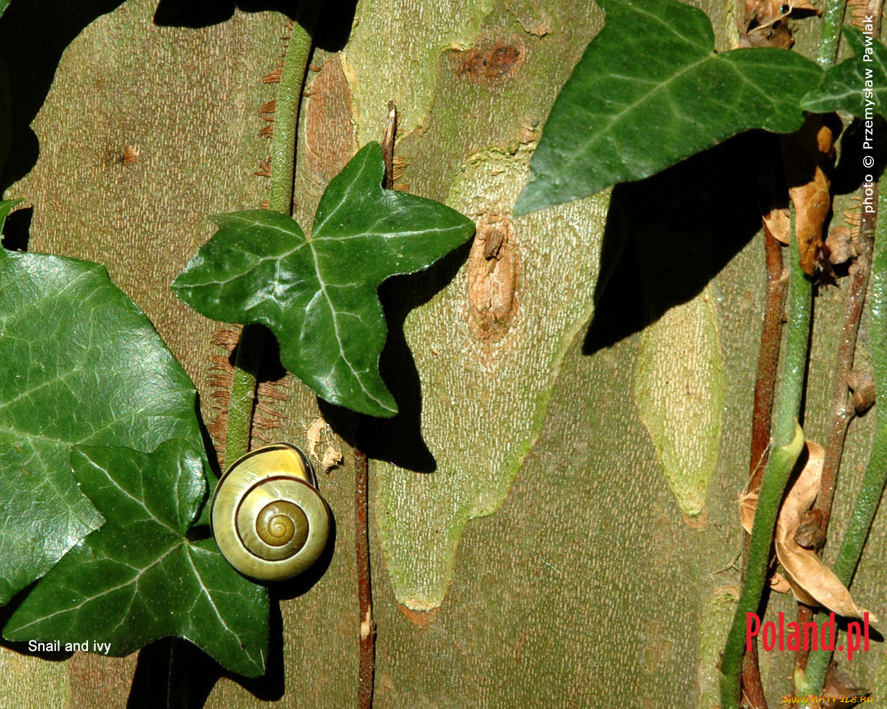 животные, улитки