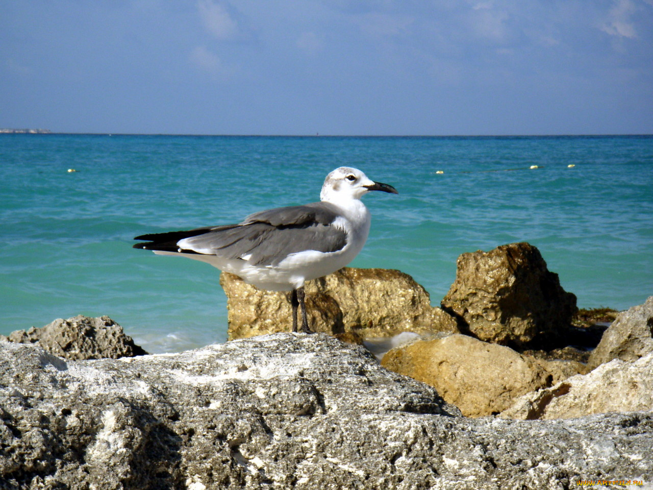 животные, Чайки, бакланы, крачки