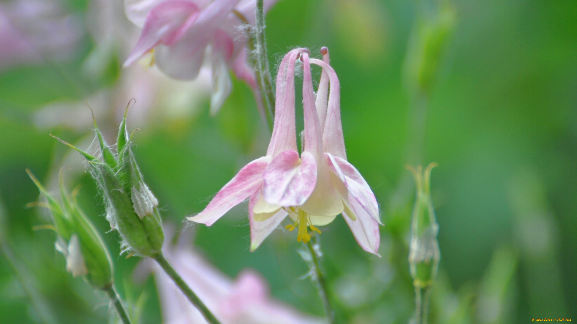 цветы, аквилегия, водосбор