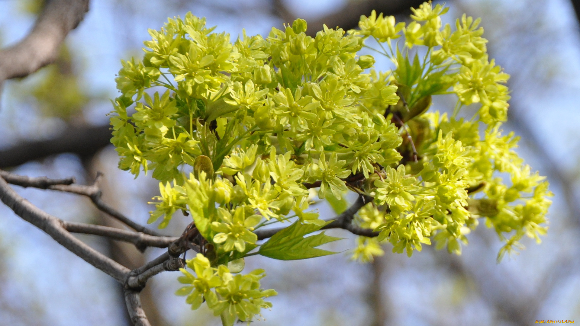 цветы, цветущие, деревья, кустарники