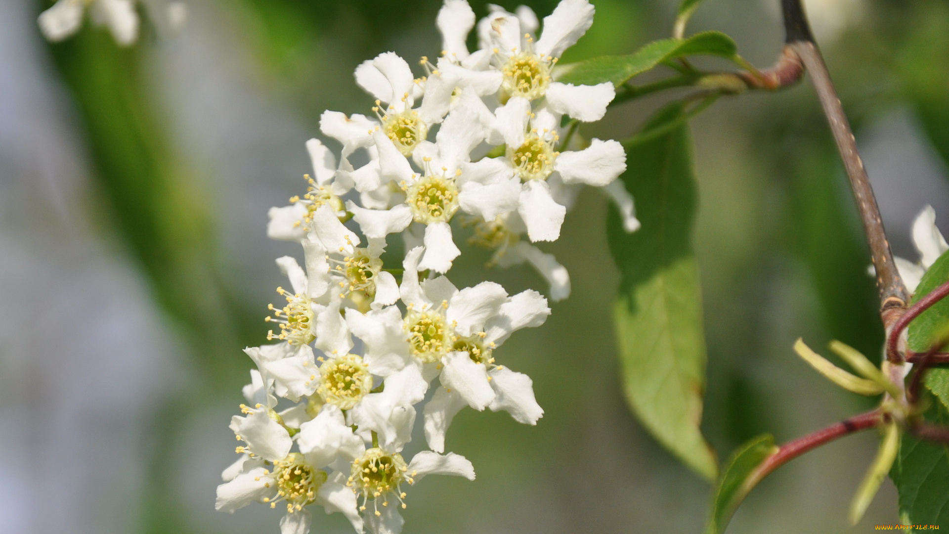 цветы, цветущие, деревья, кустарники