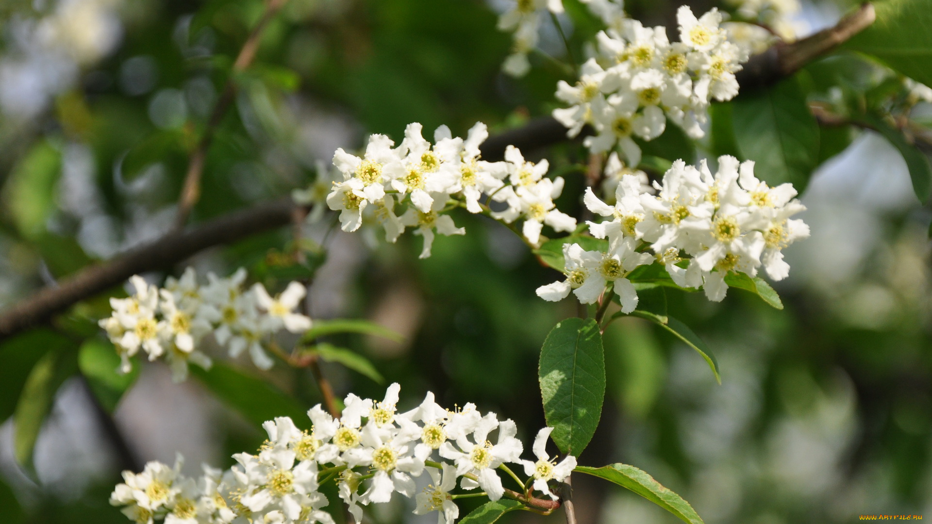 цветы, цветущие, деревья, кустарники