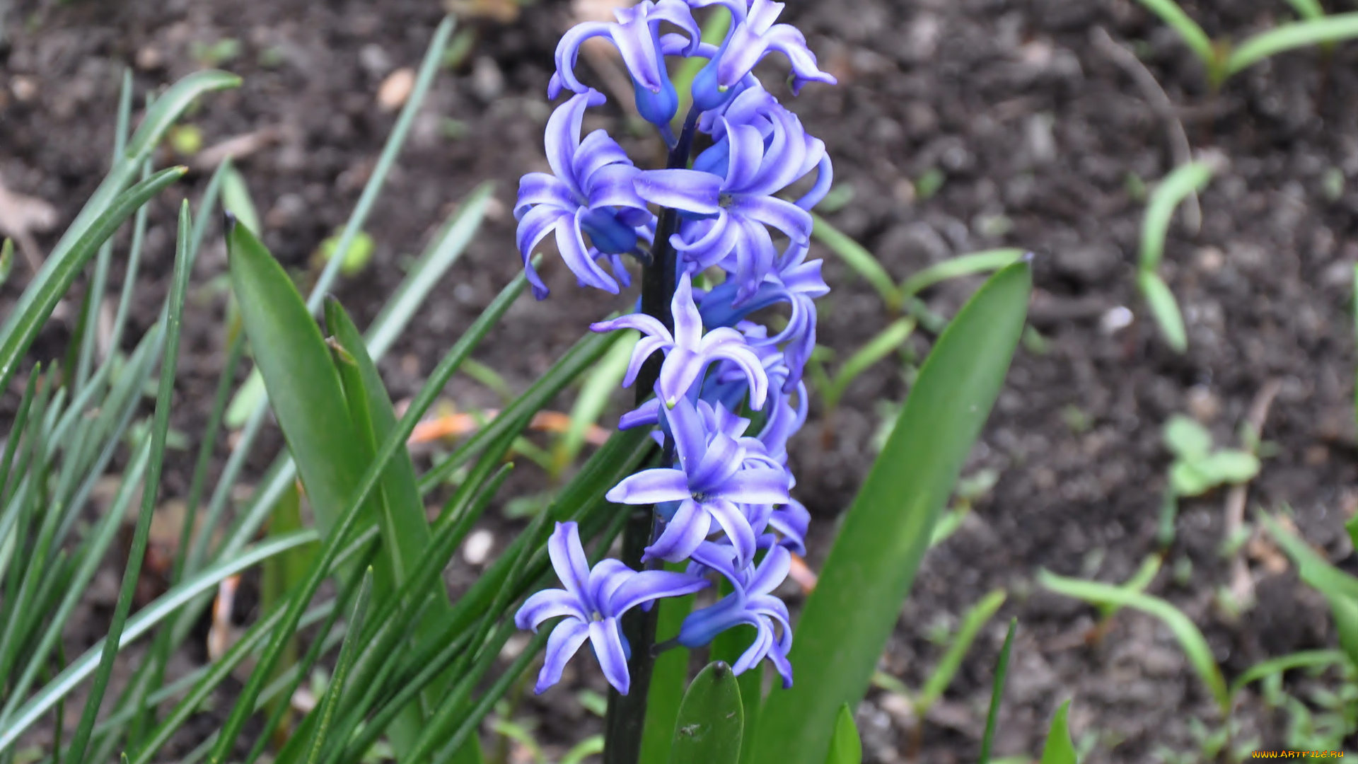 цветы, гиацинты