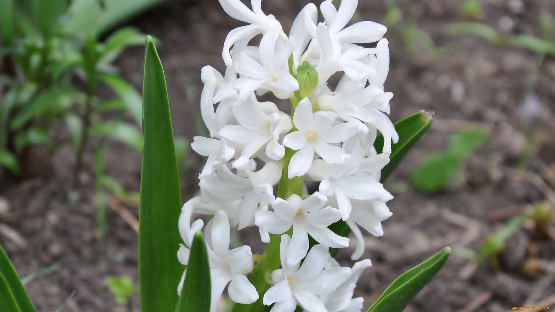 цветы, гиацинты