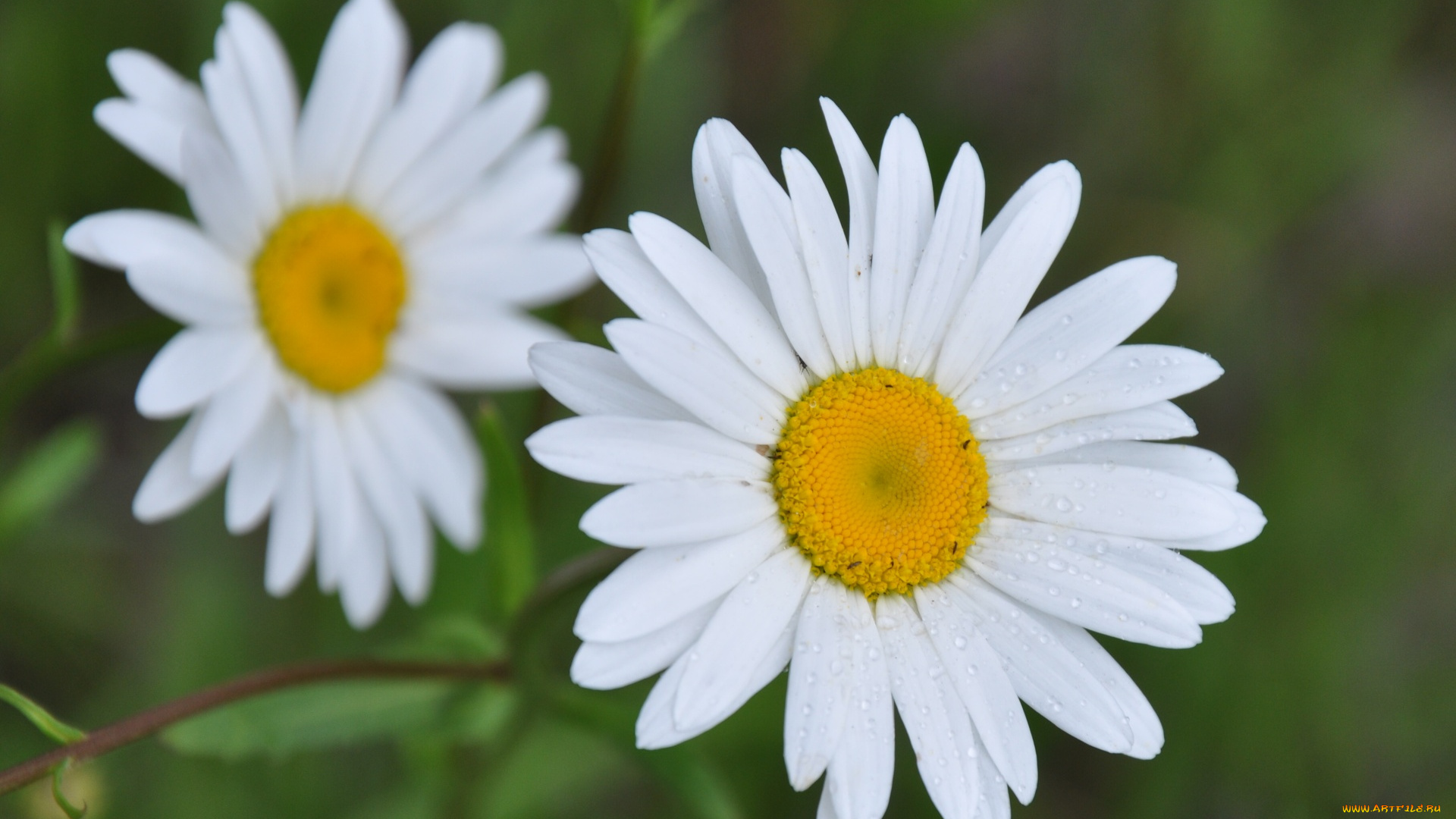 цветы, ромашки