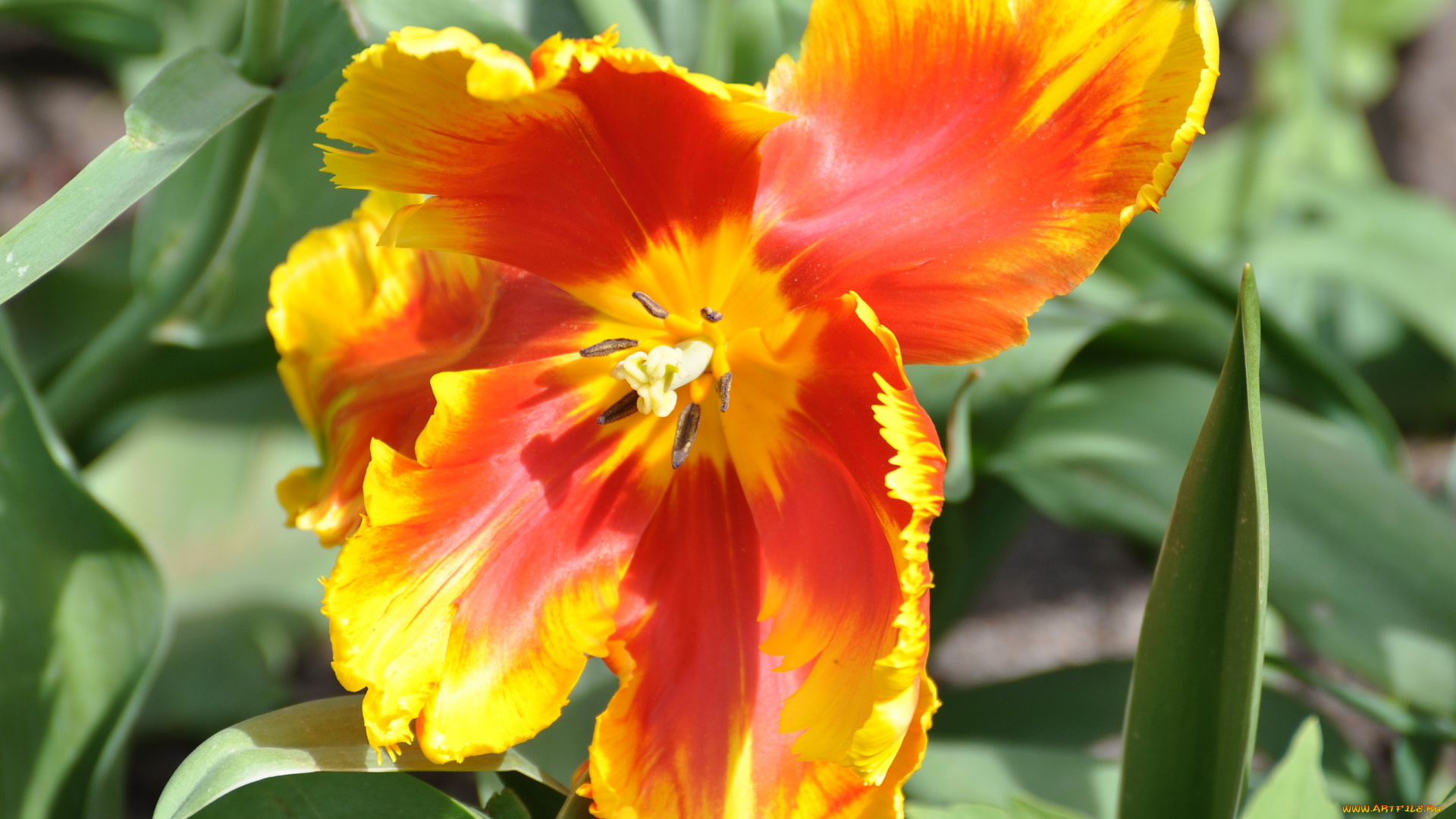 цветы, тюльпаны