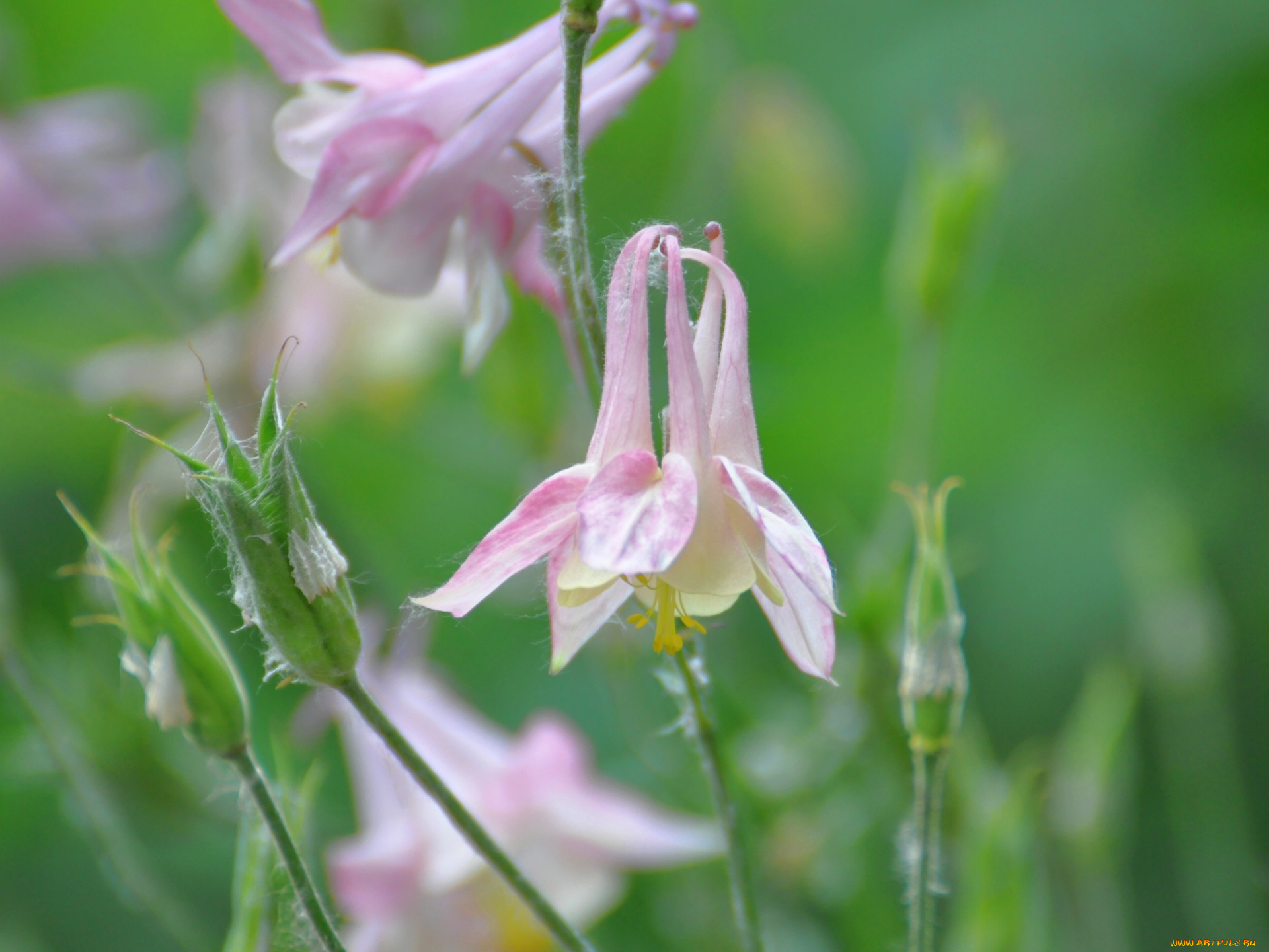цветы, аквилегия, водосбор
