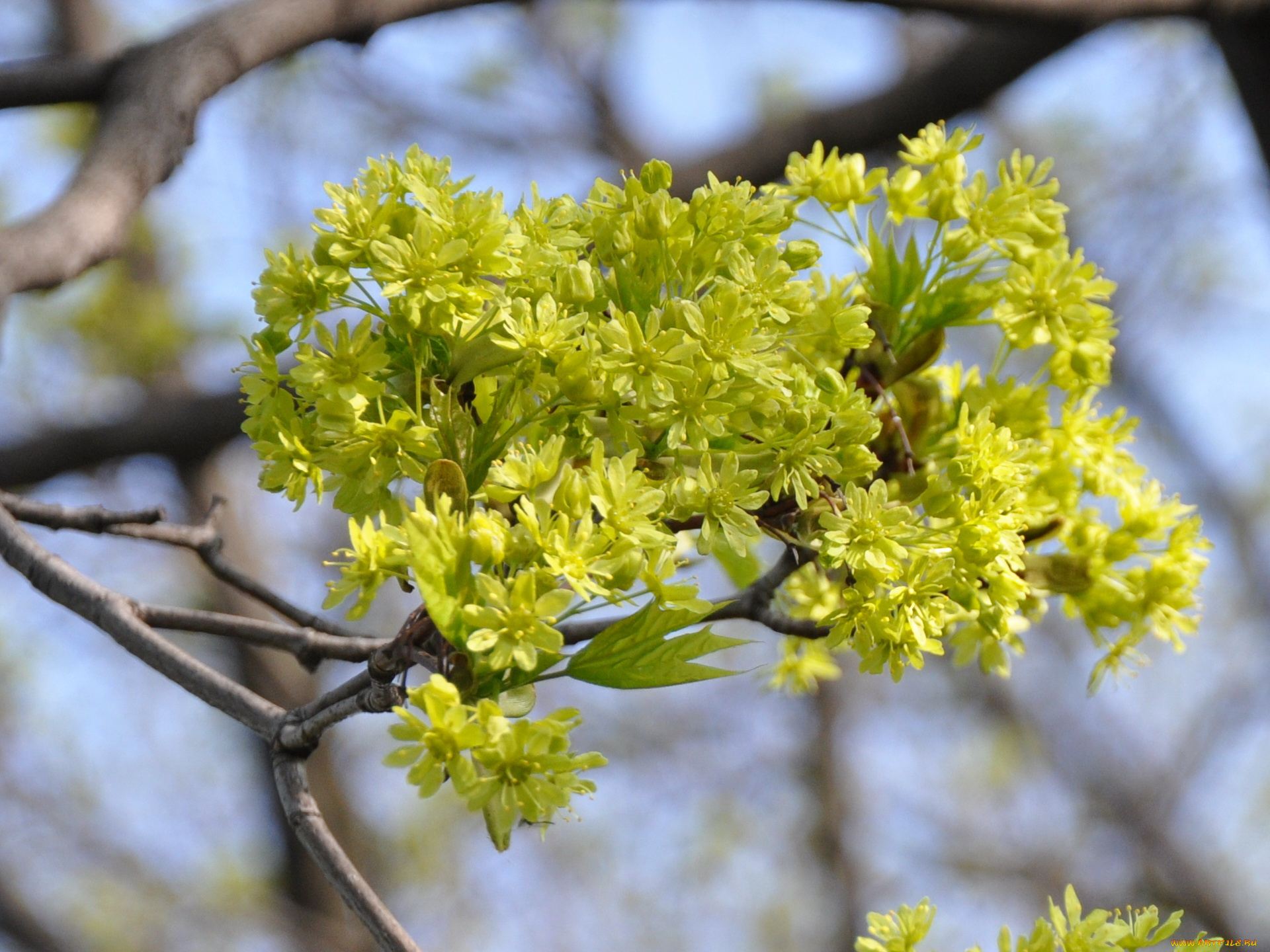 цветы, цветущие, деревья, кустарники