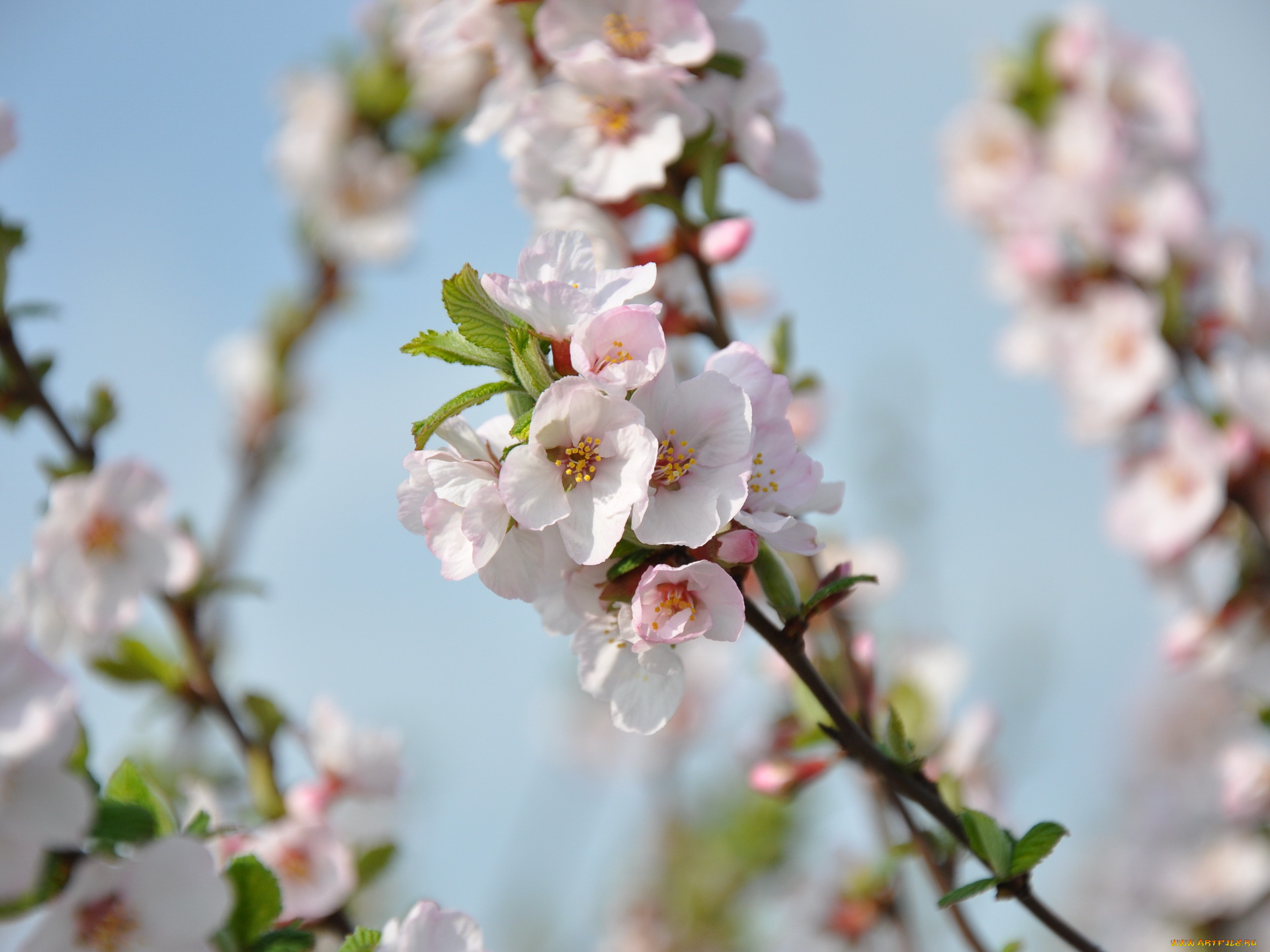 цветы, цветущие, деревья, кустарники