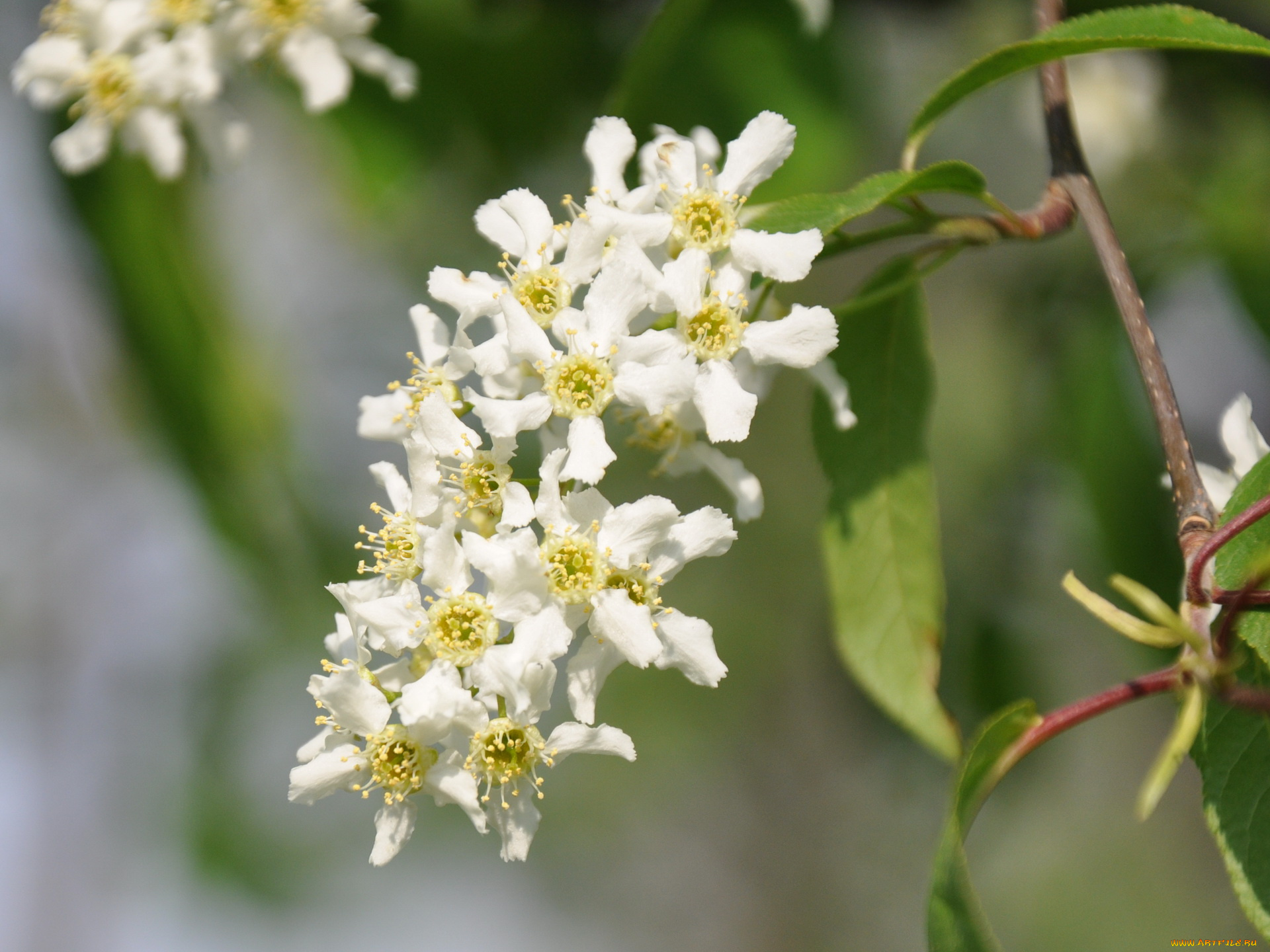 цветы, цветущие, деревья, кустарники