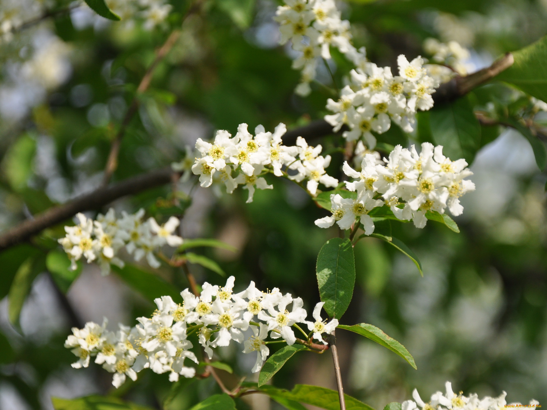 цветы, цветущие, деревья, кустарники