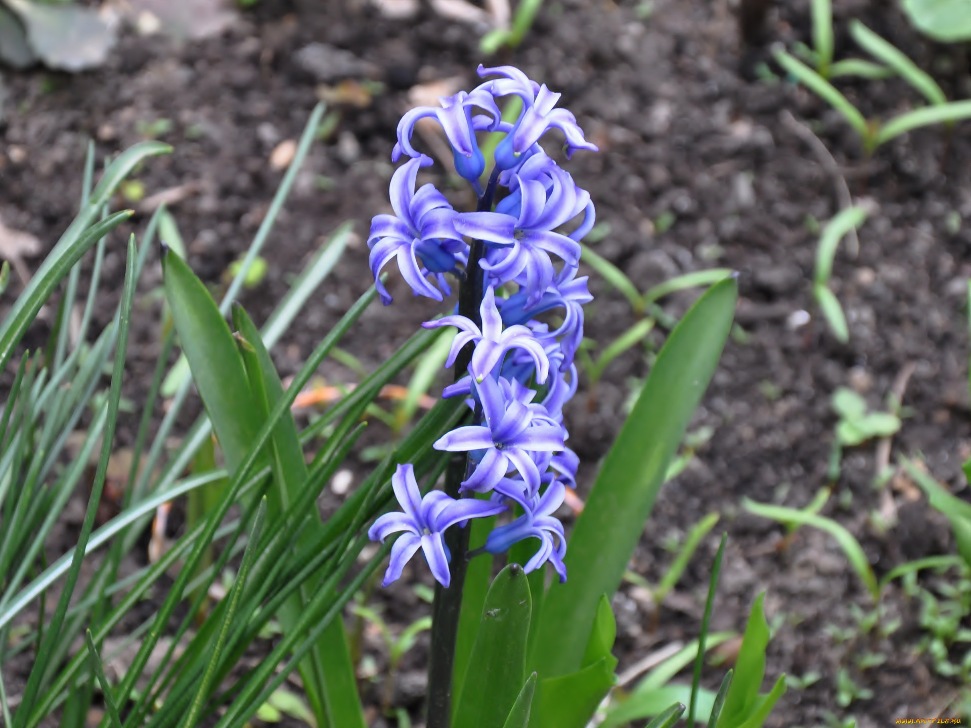 цветы, гиацинты