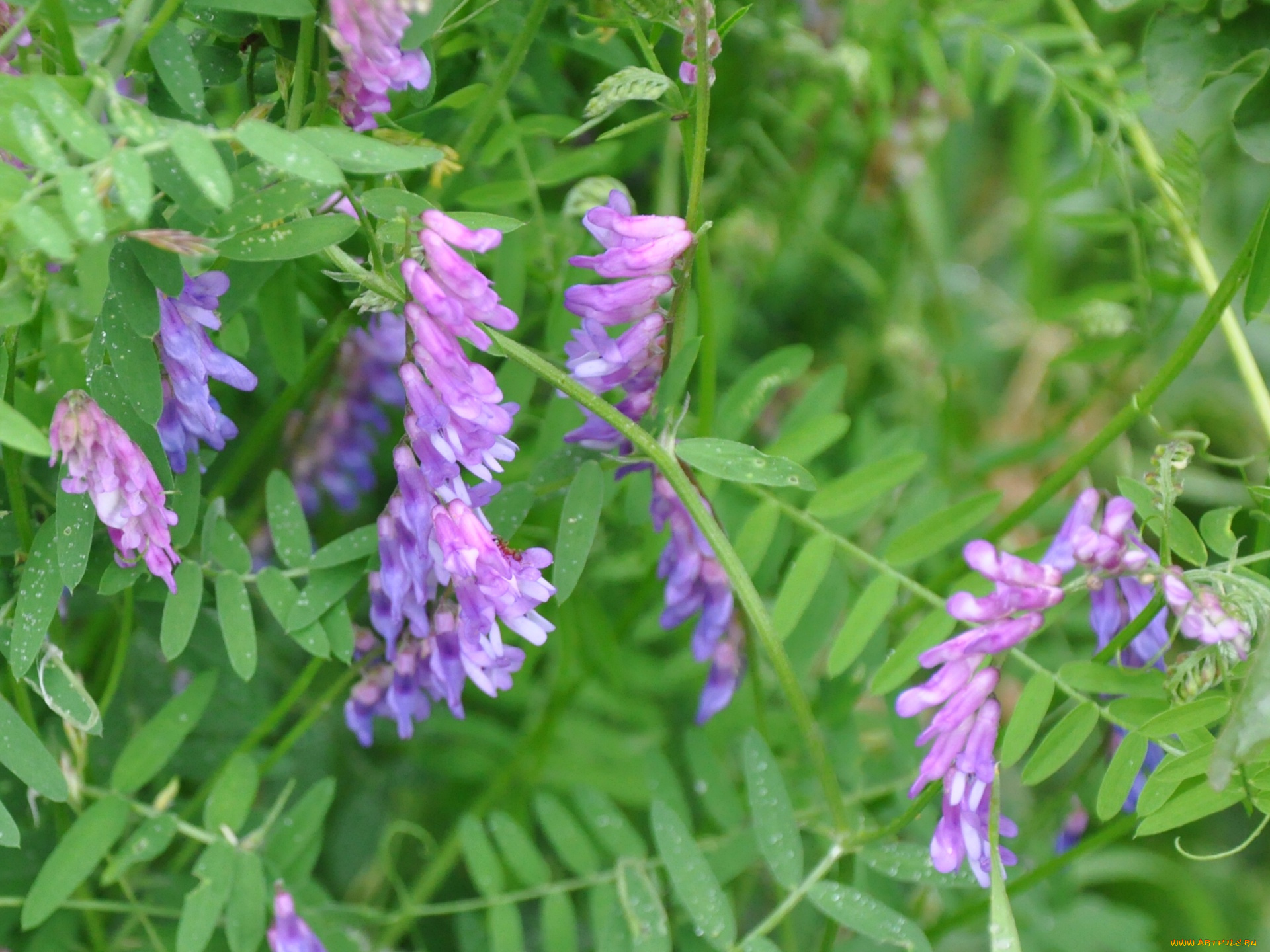 цветы, луговые, полевые