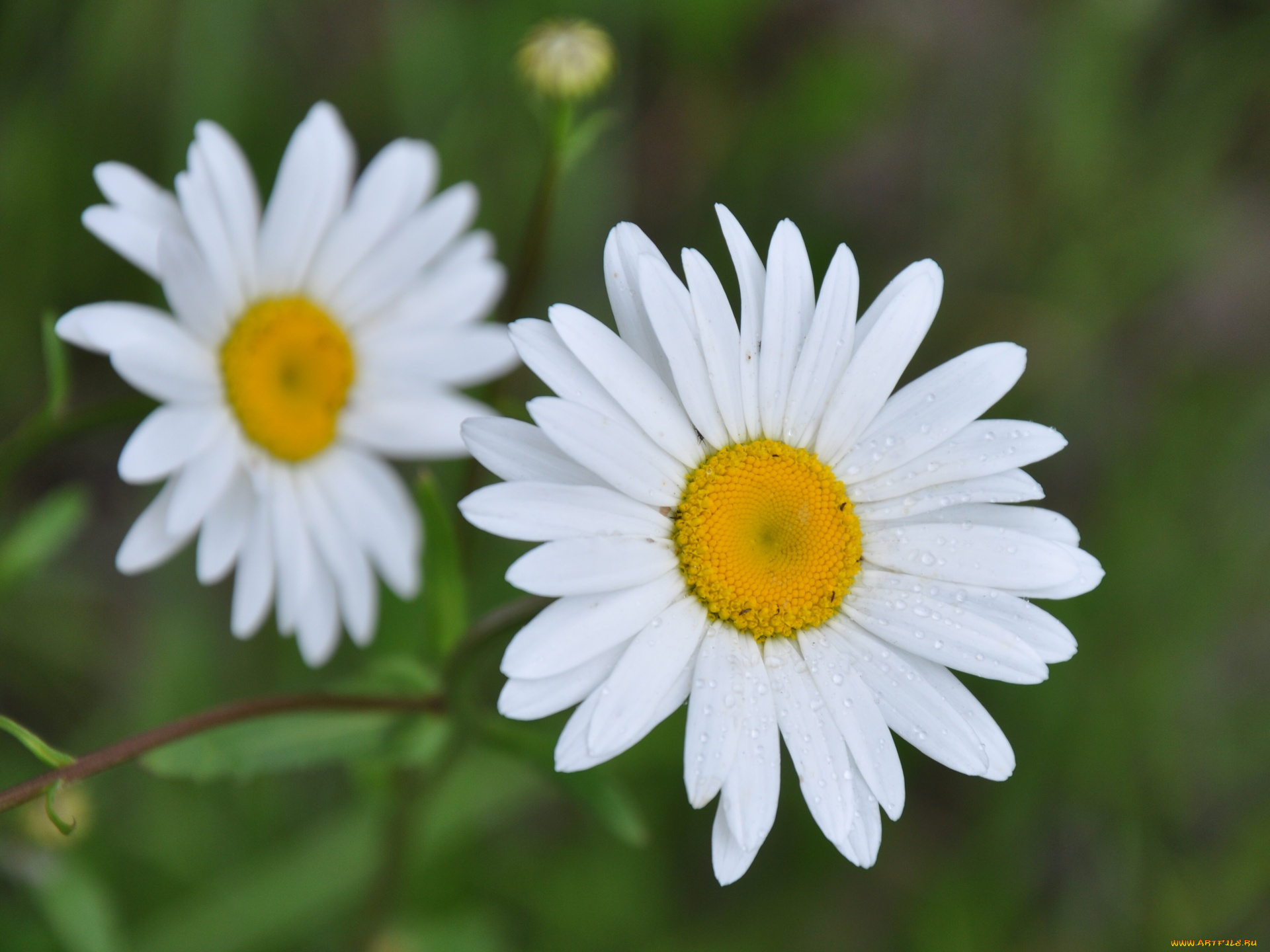 цветы, ромашки