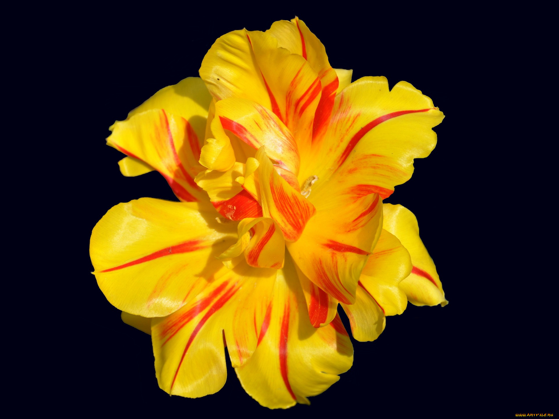 цветы, тюльпаны