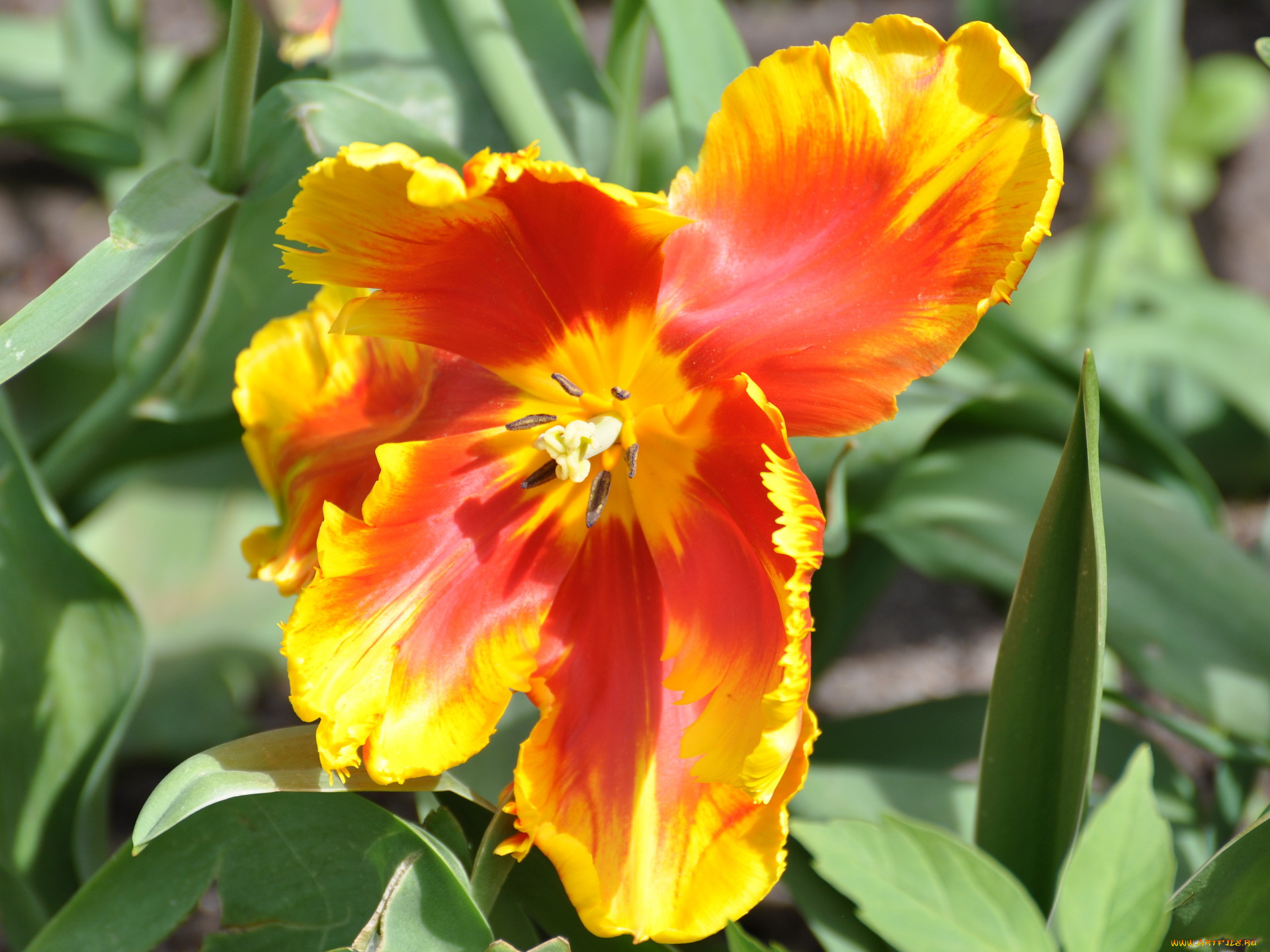 цветы, тюльпаны