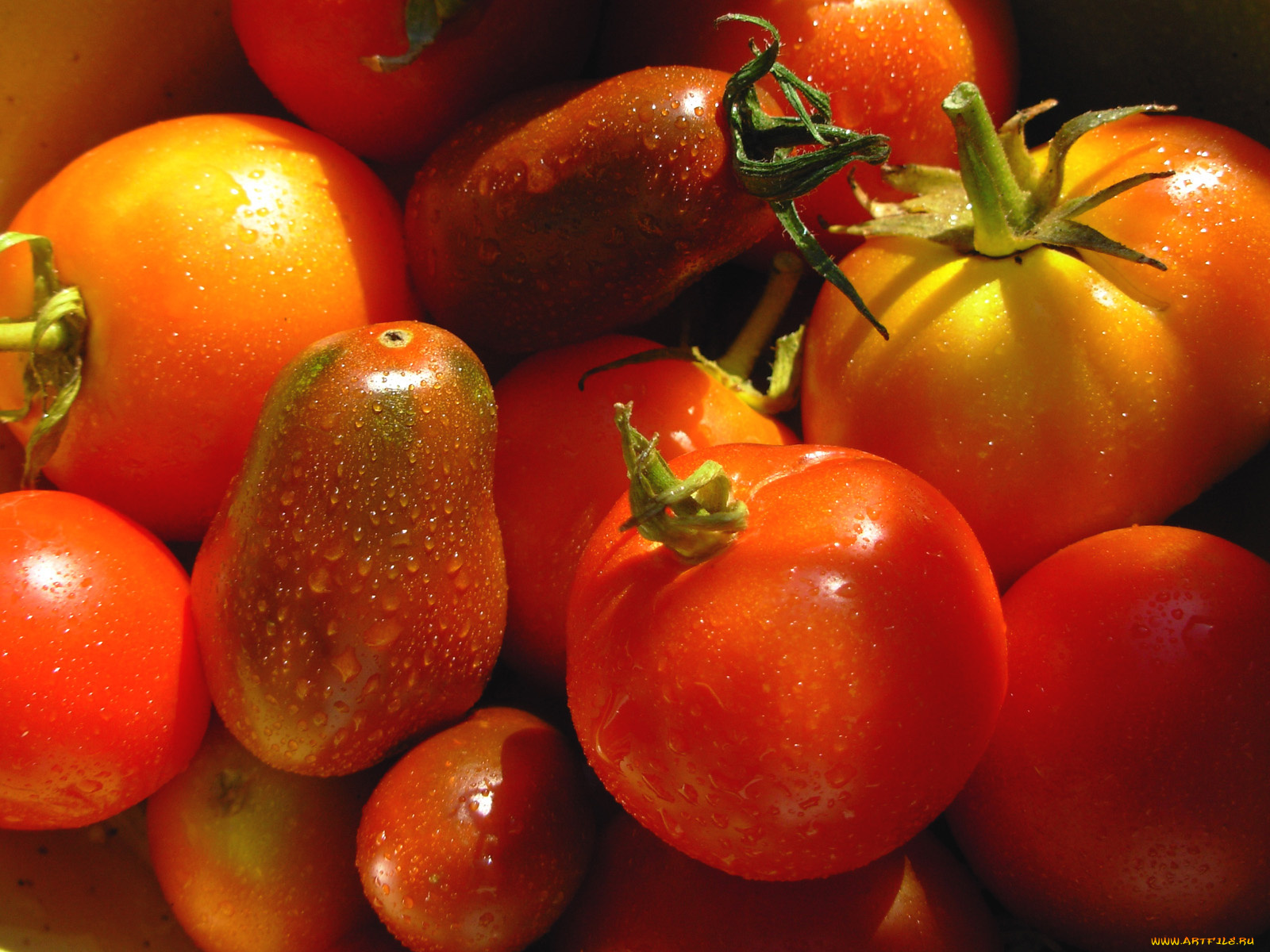 еда, помидоры, томаты