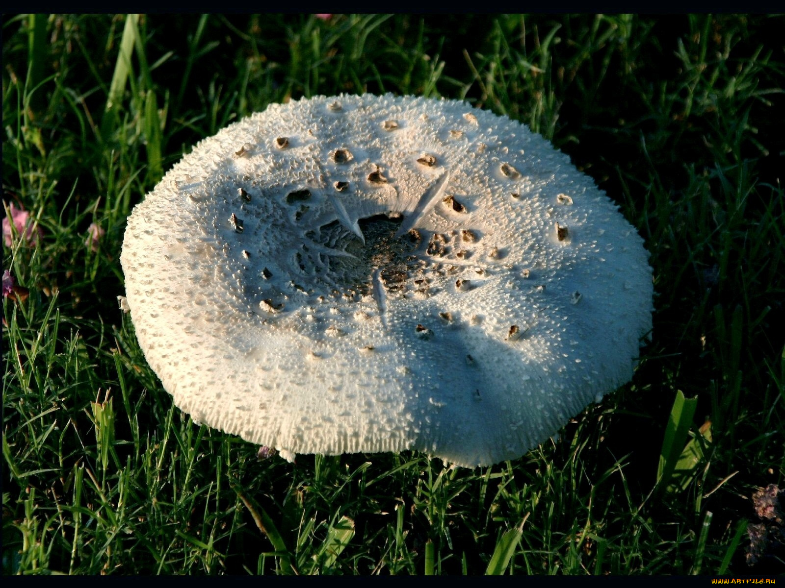 природа, грибы, гриб