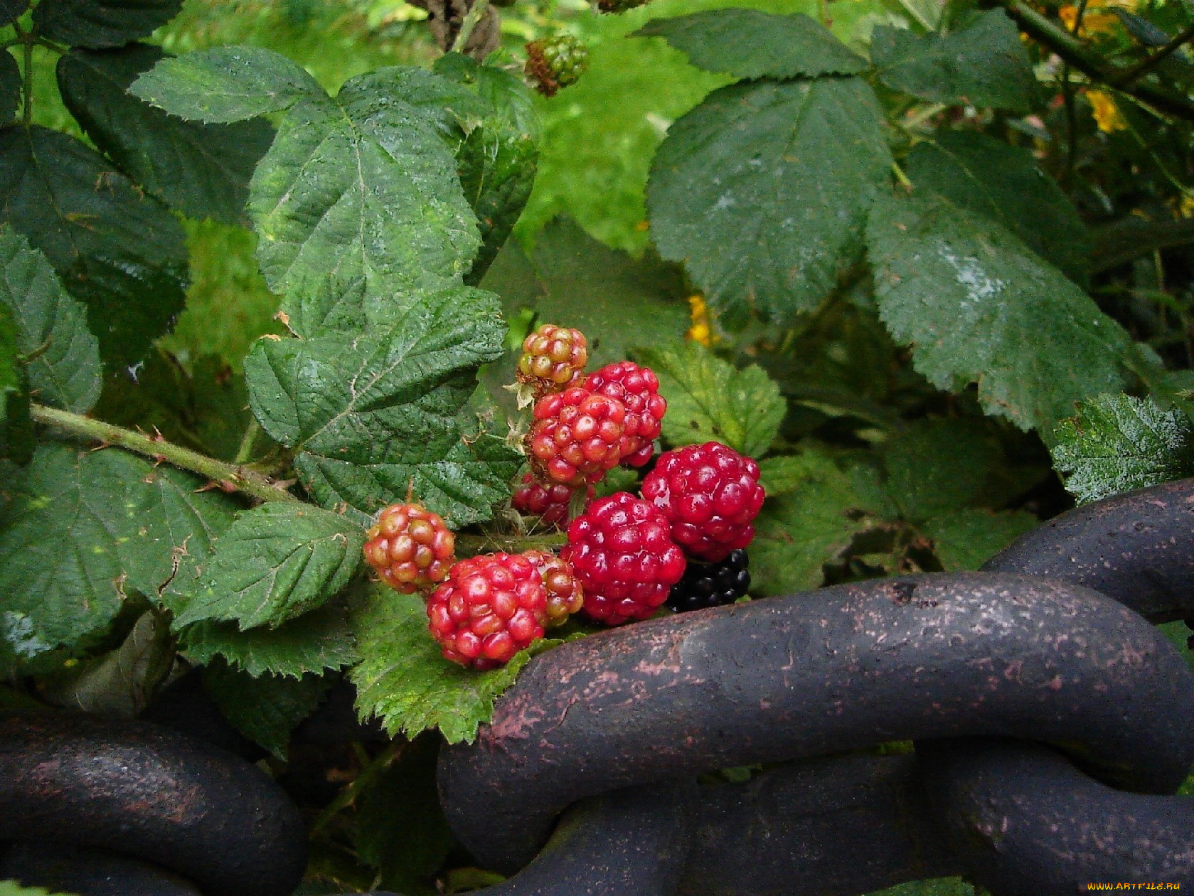 природа, Ягоды