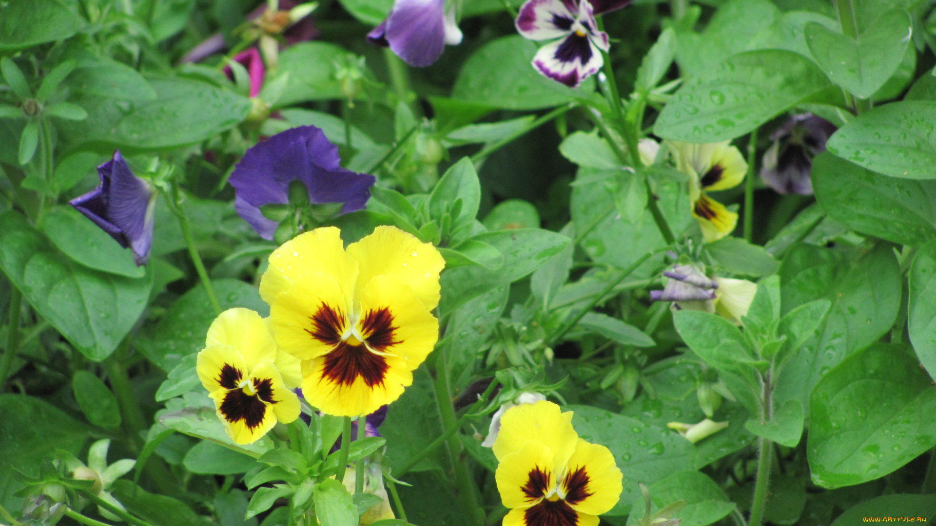 цветы, анютины, глазки, садовые, фиалки, желтые
