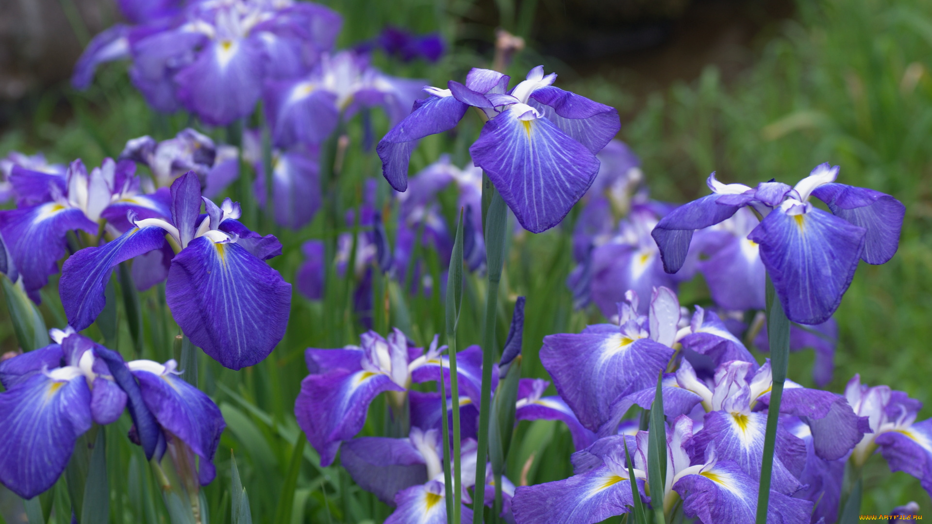 цветы, ирисы