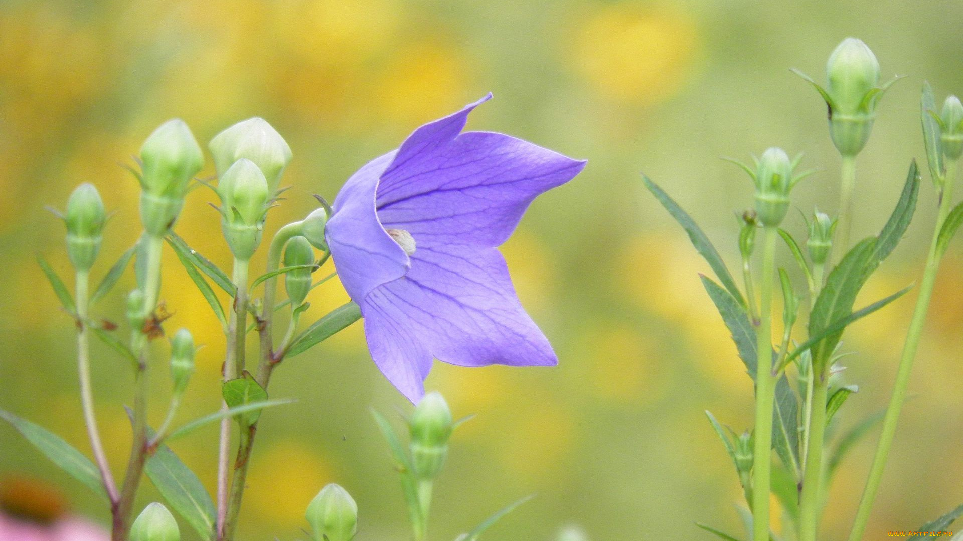 цветы, колокольчики