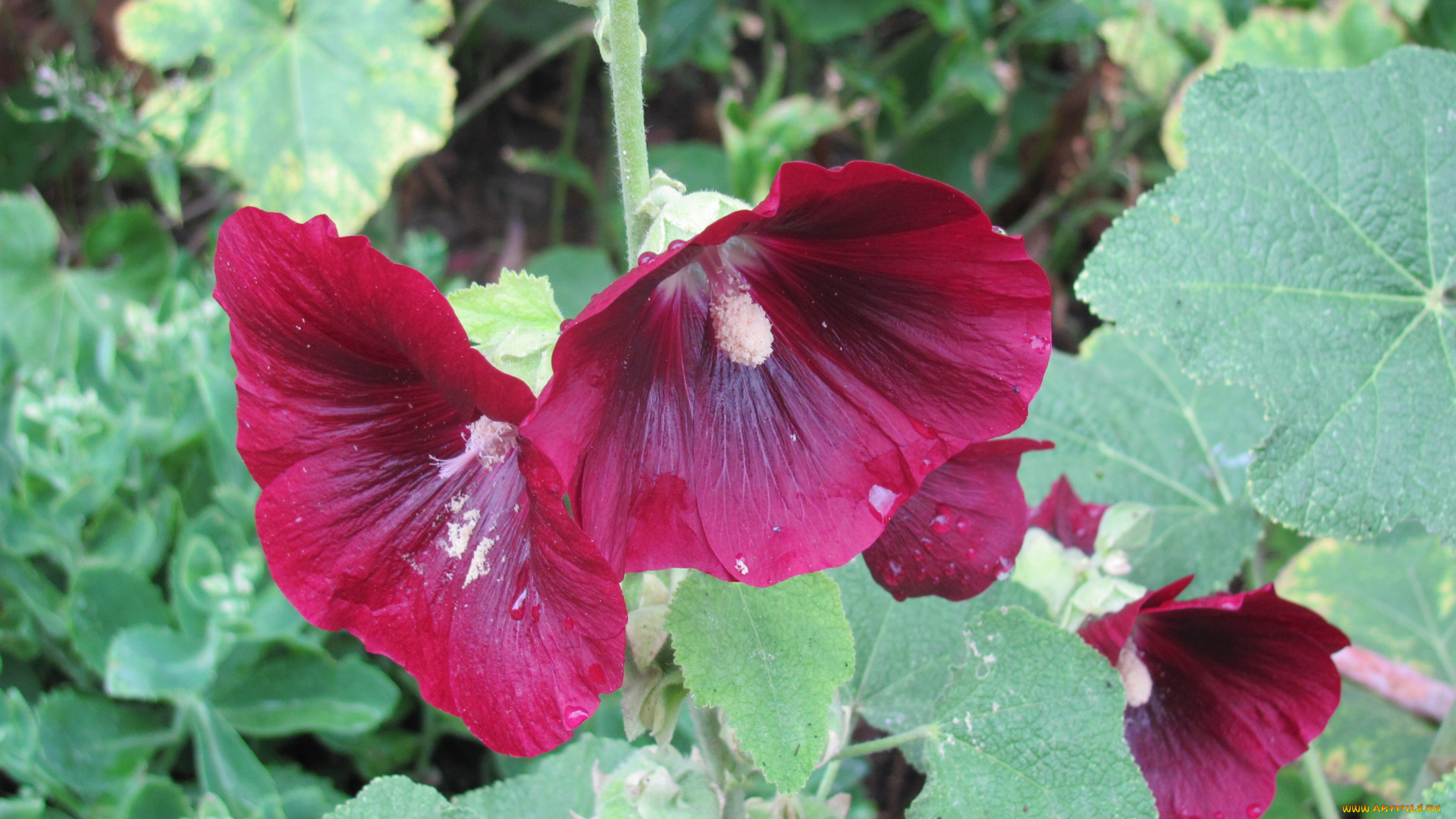 цветы, мальвы, бордовые