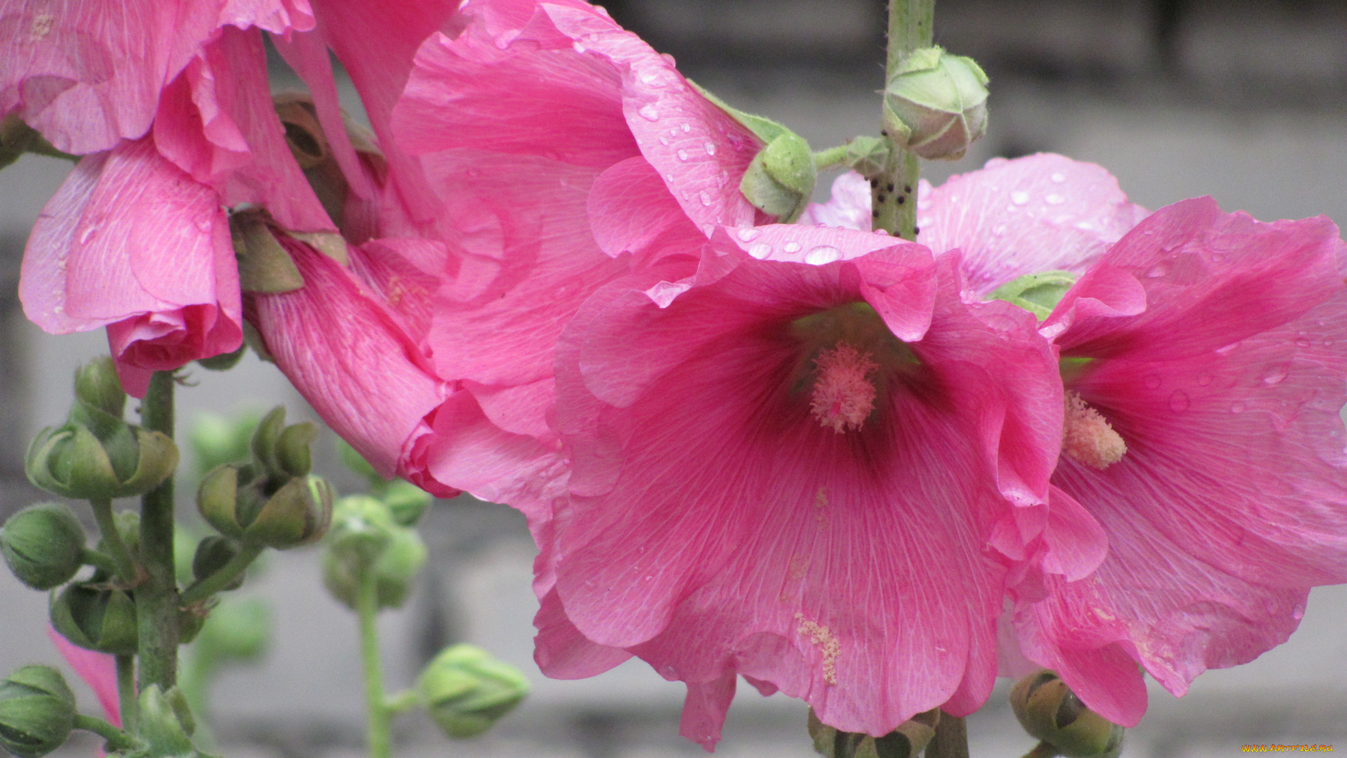 цветы, мальвы, розовые