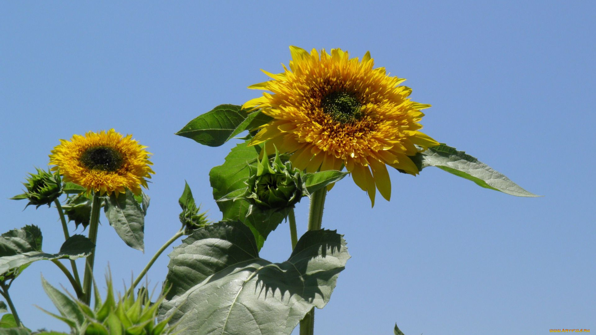 цветы, подсолнухи