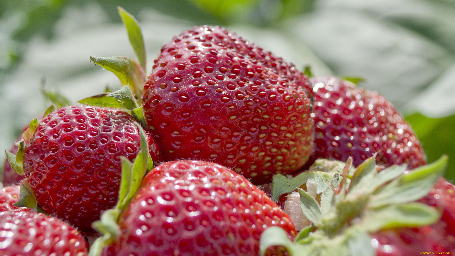 еда, клубника, земляника