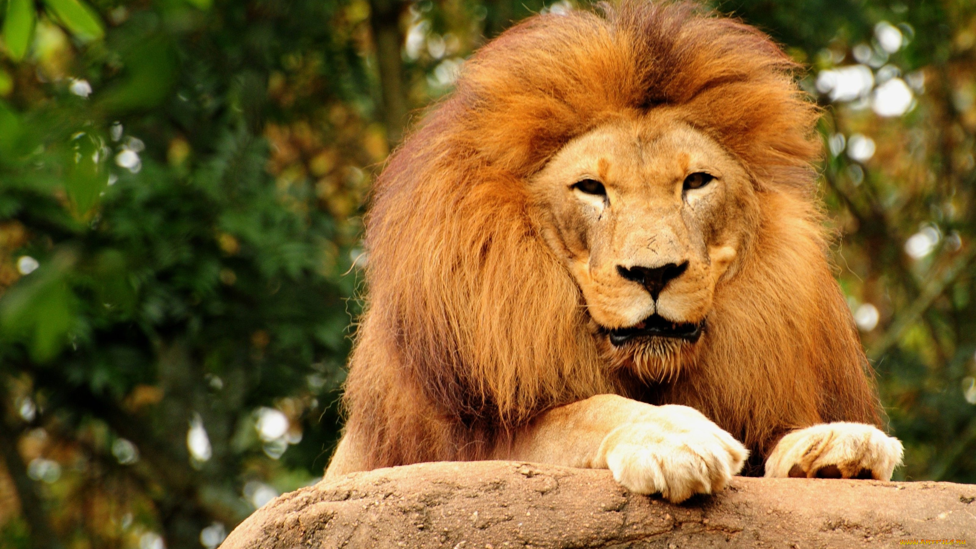животные, львы