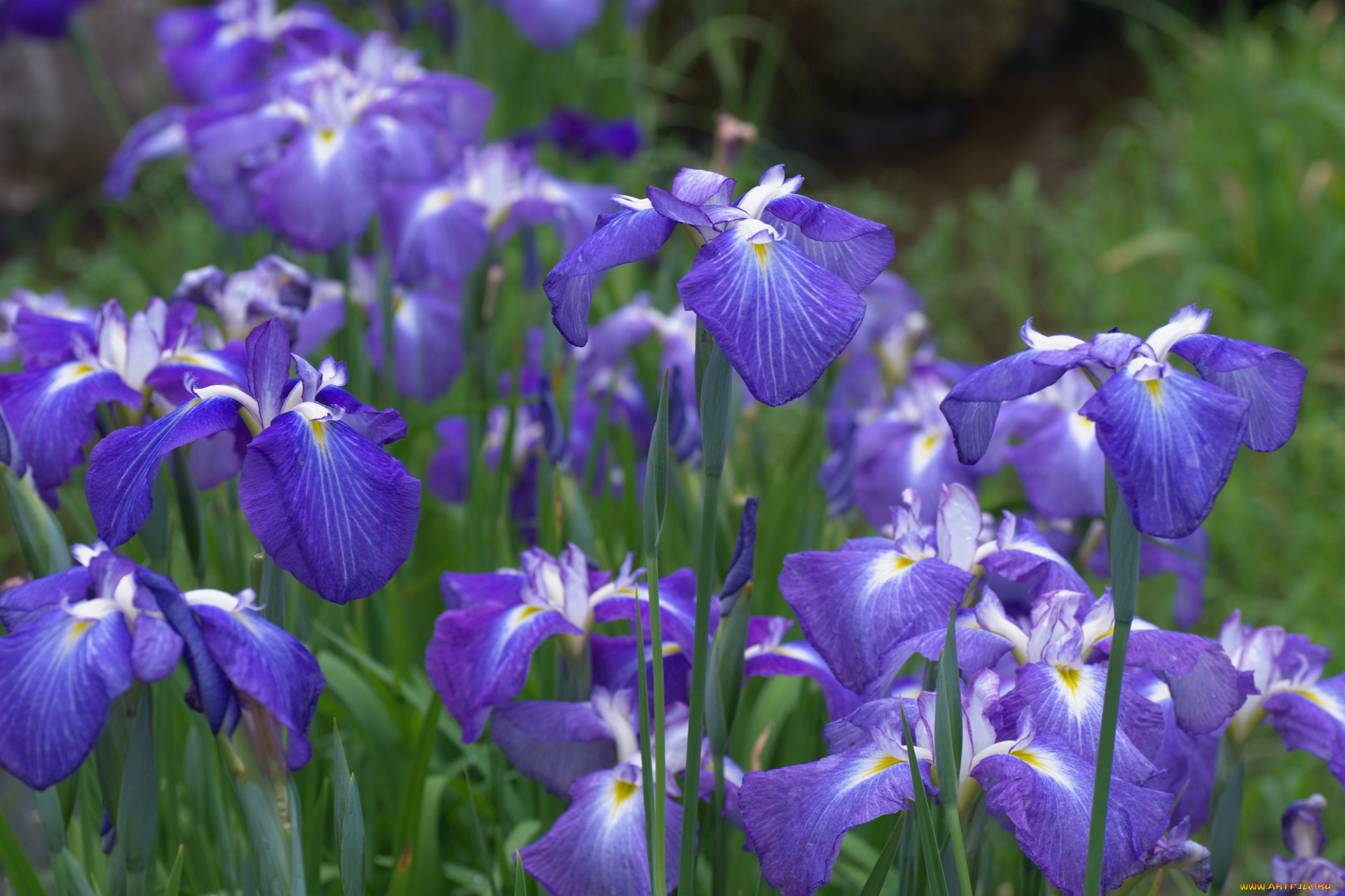цветы, ирисы