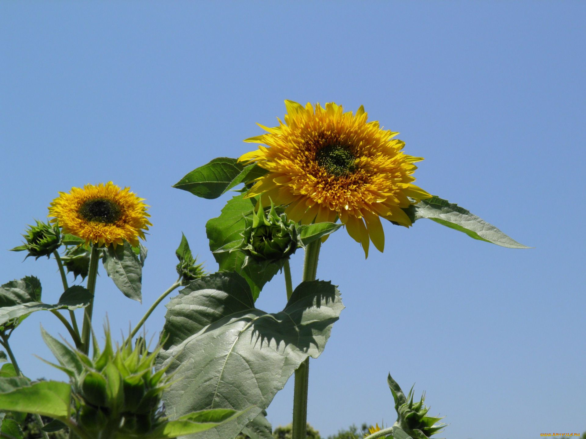 цветы, подсолнухи