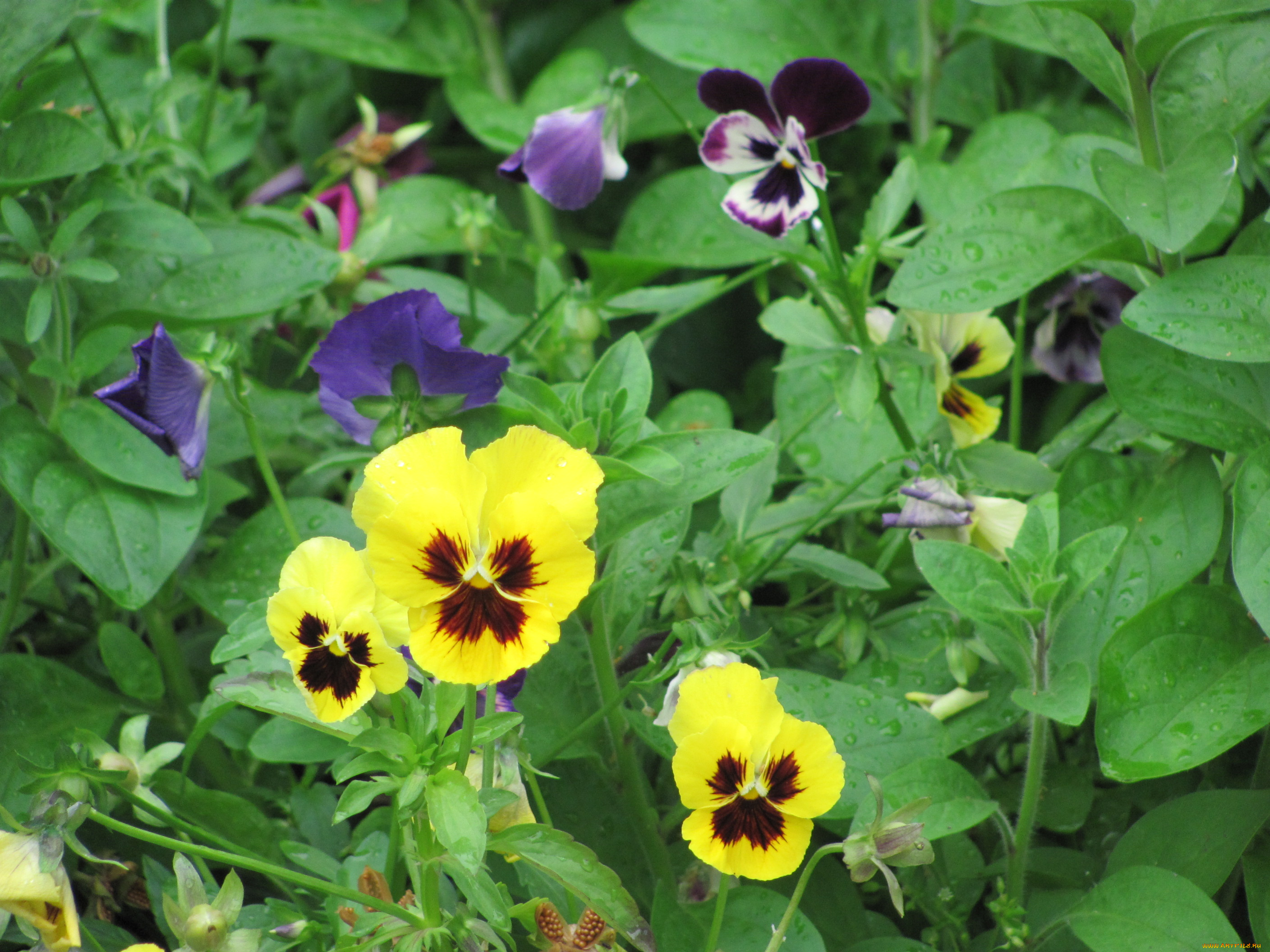 цветы, анютины, глазки, садовые, фиалки, желтые