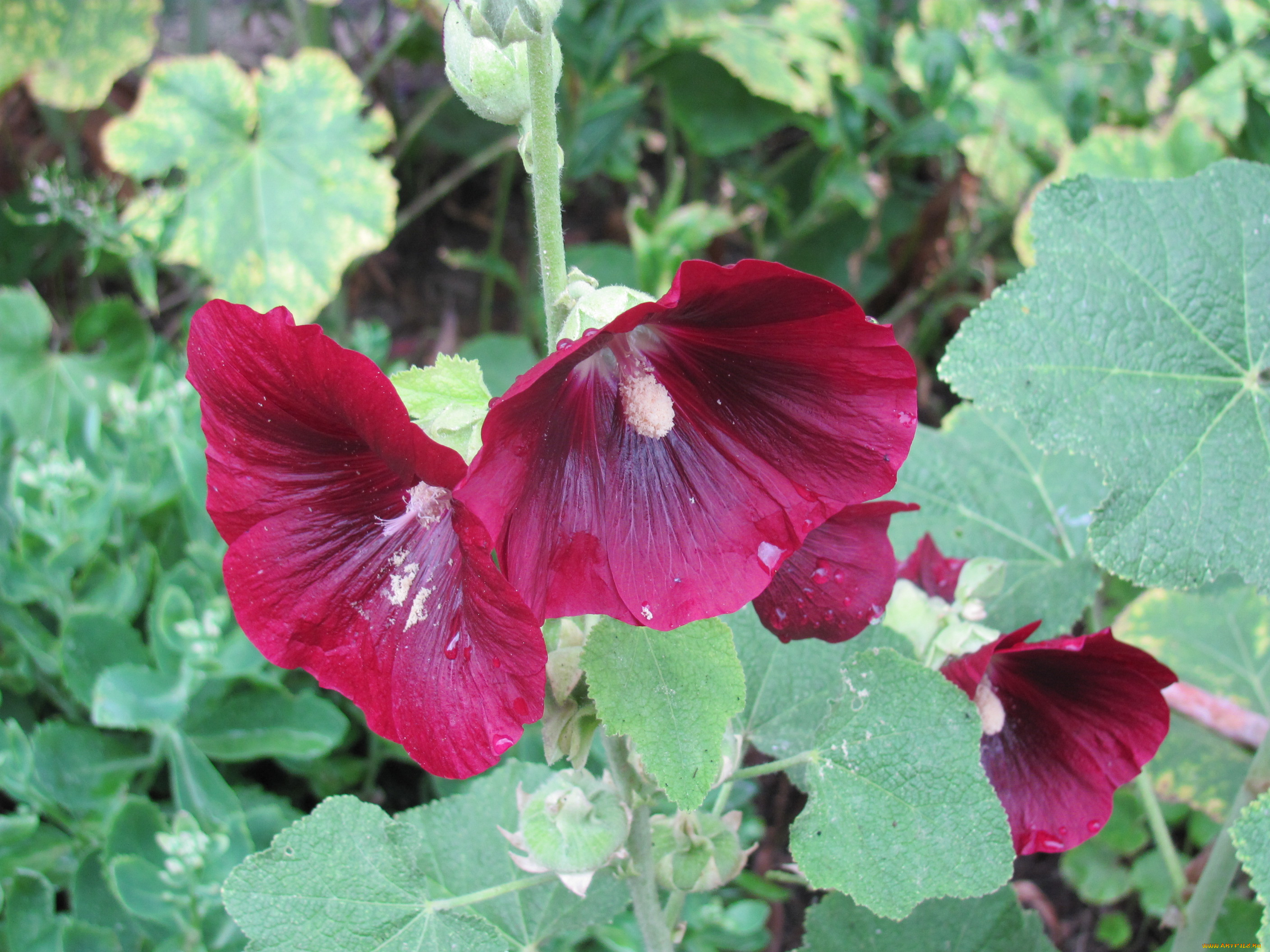 цветы, мальвы, бордовые